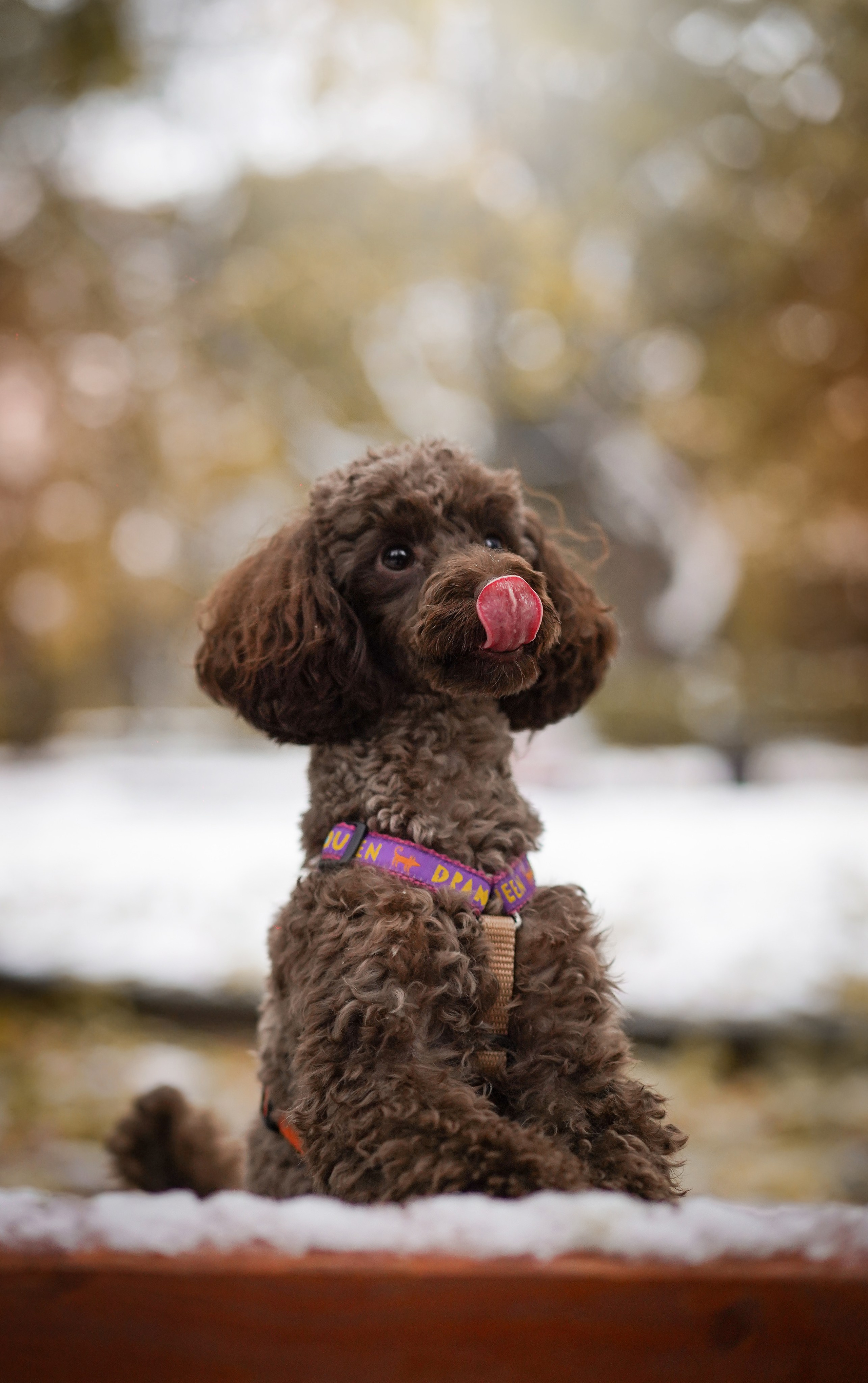 Марина Артем Мия и Хлоя. Фотограф-анималист в Санкт-Петербурге Яна Мартынова