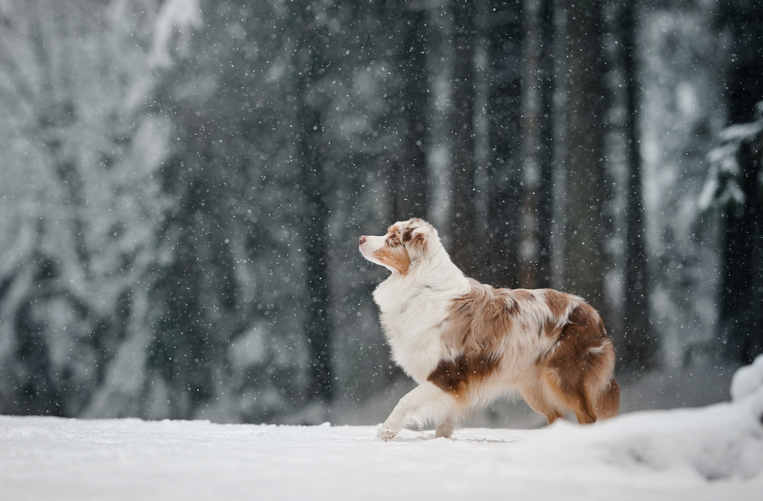 Панда. Фотограф-анималист в Санкт-Петербурге Яна Мартынова