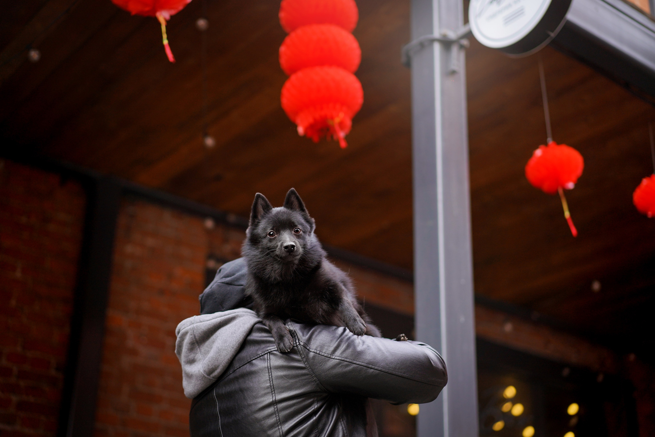 Аня Арчи и Мишель. Фотограф-анималист в Санкт-Петербурге Яна Мартынова