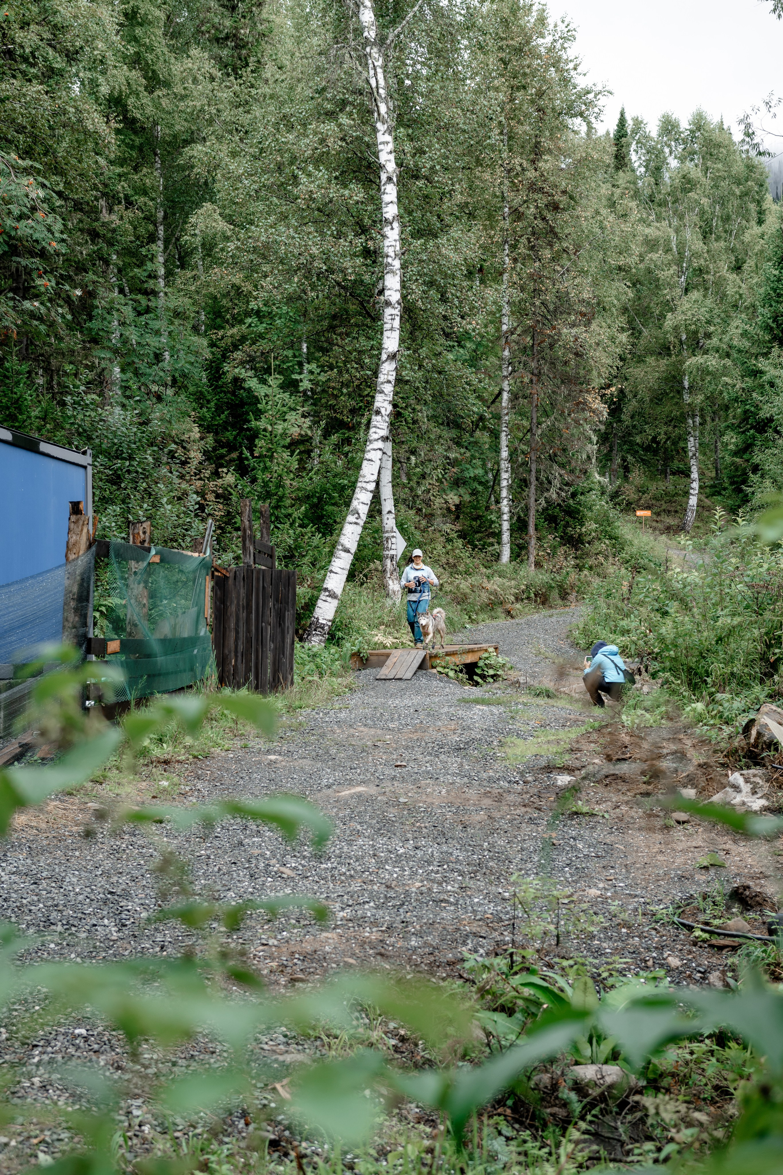 Дог-треккинг