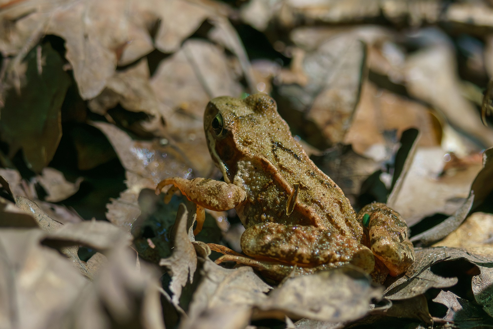 Животные. Ваш личный фотограф Марина Волкова