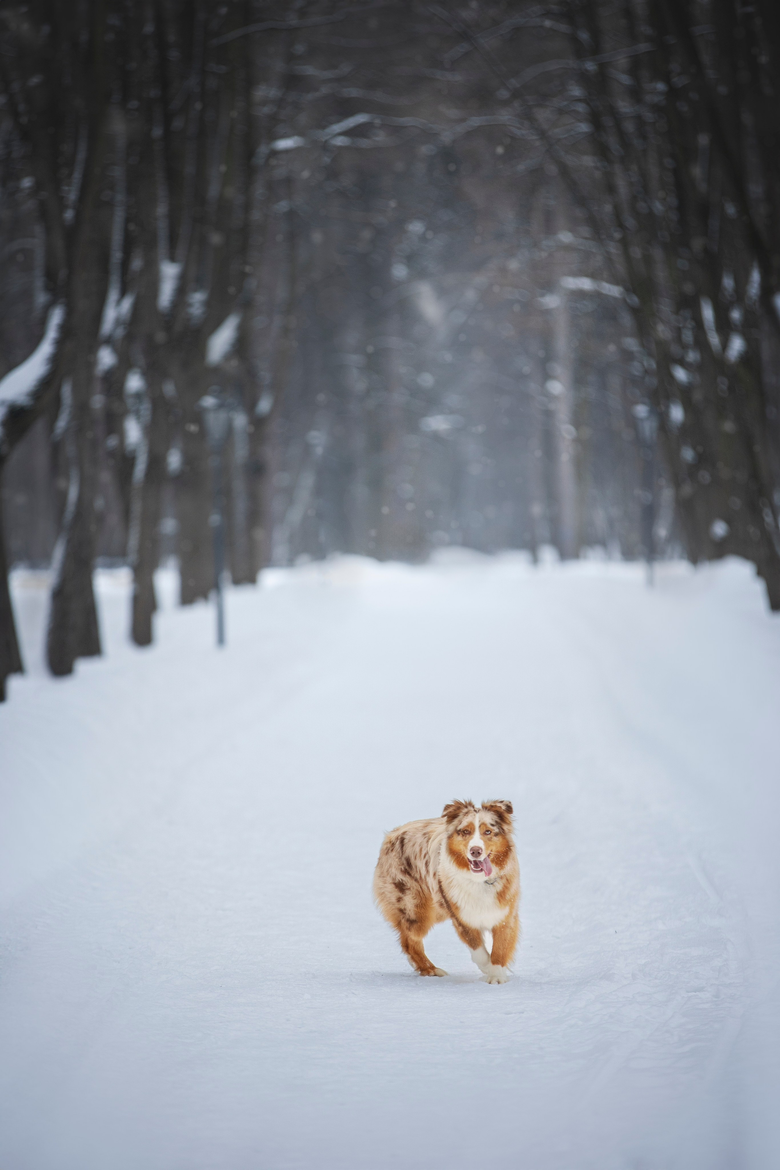 Настя, Игорь, Тесс и Марс. Фотограф анималист в Москве Майорова Евгения