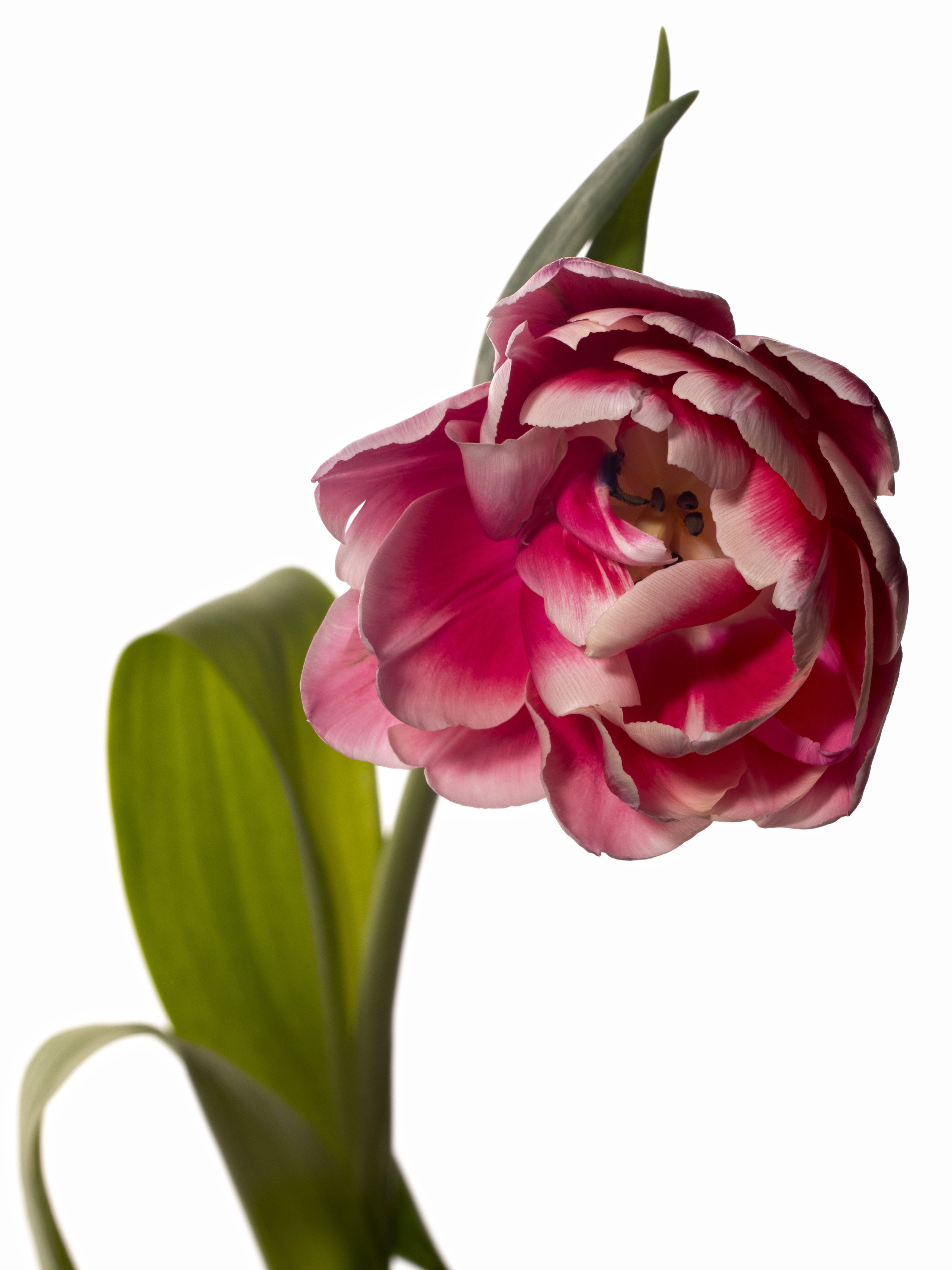 Предметная съёмка в Омске. Предметный, фуд фотограф в Омске. Панкова Евгения