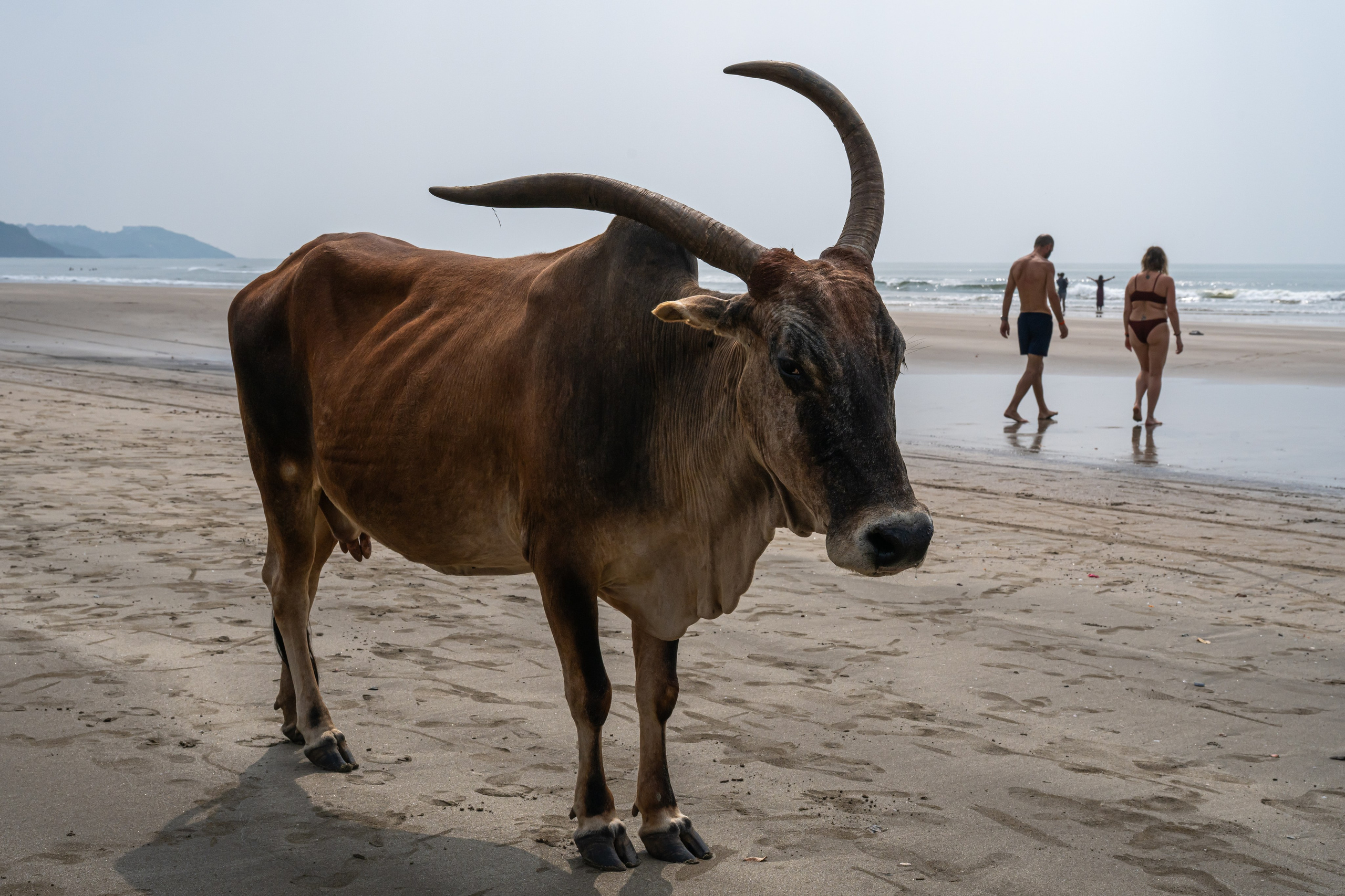 India 2024-2025. Dimitri Bakhtadze photographer