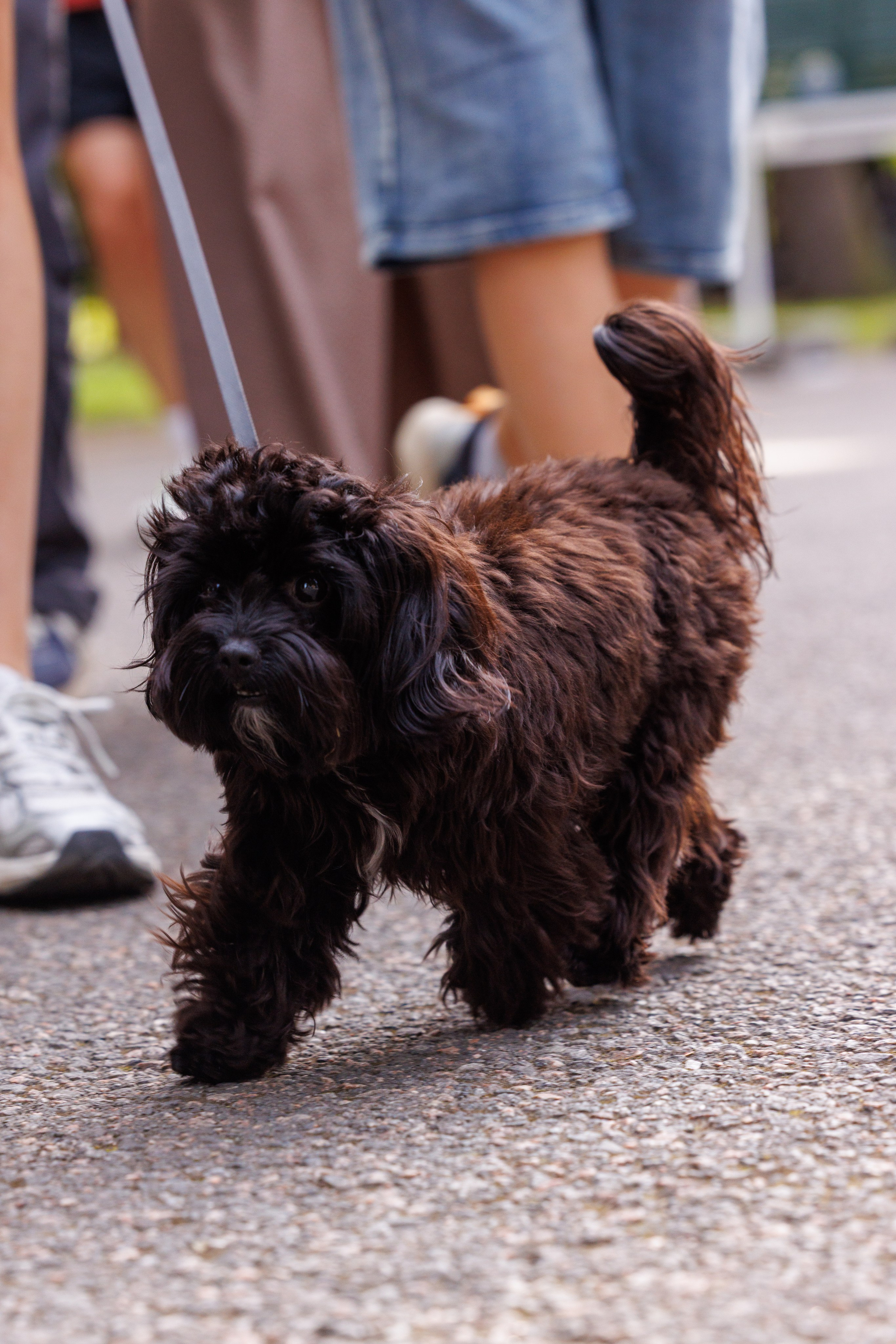 PetShopDays2026. Фотограф Александр Заломаев