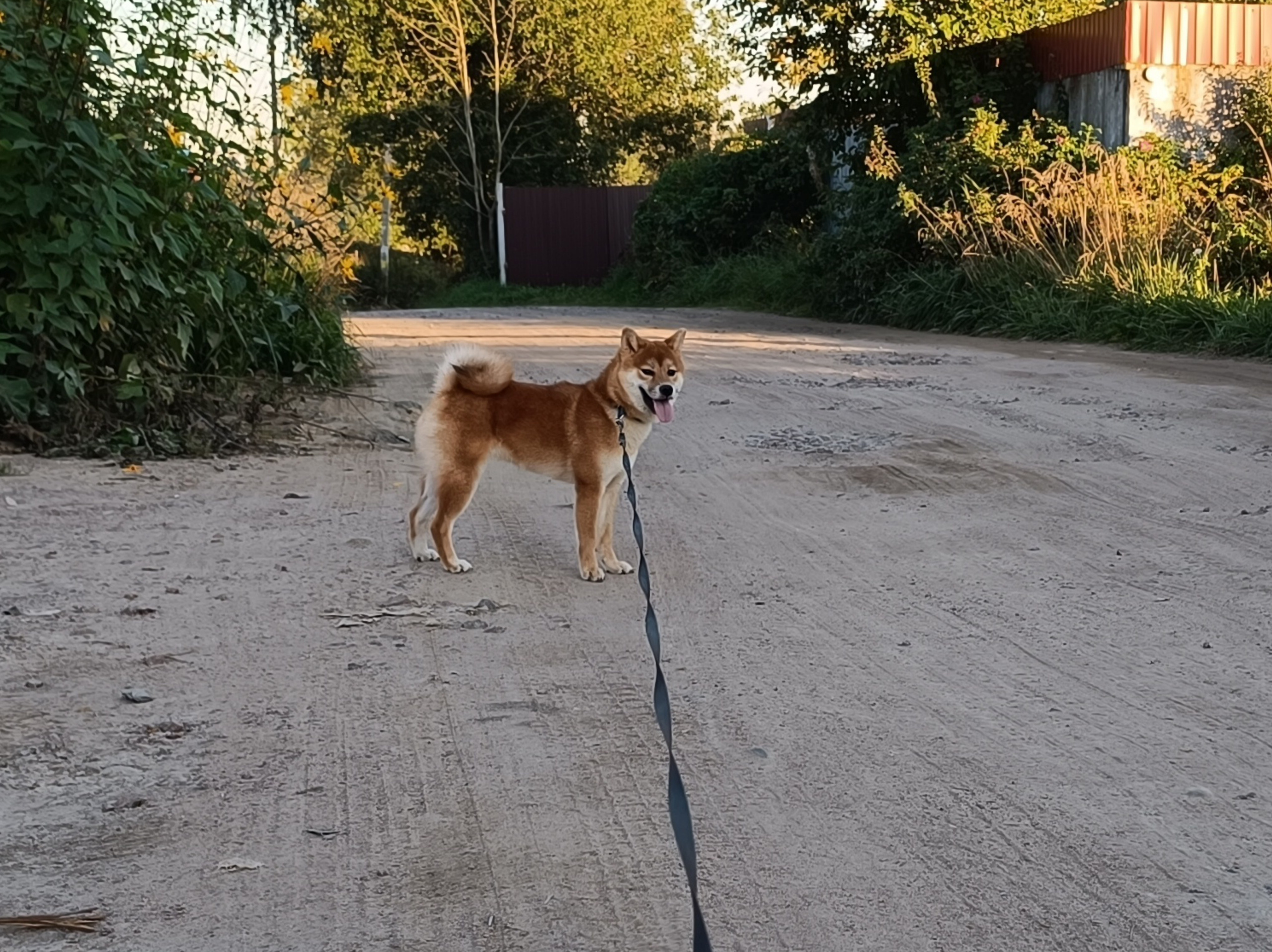 Сиба Rubylight Ellis питомник Рубилайт