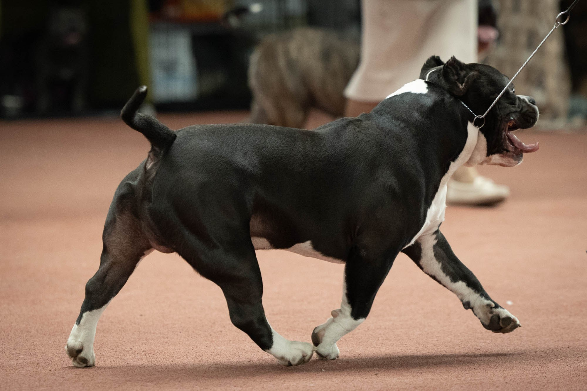 IDBC. Виктория Михайловская. Фотограф-анималист. Москва