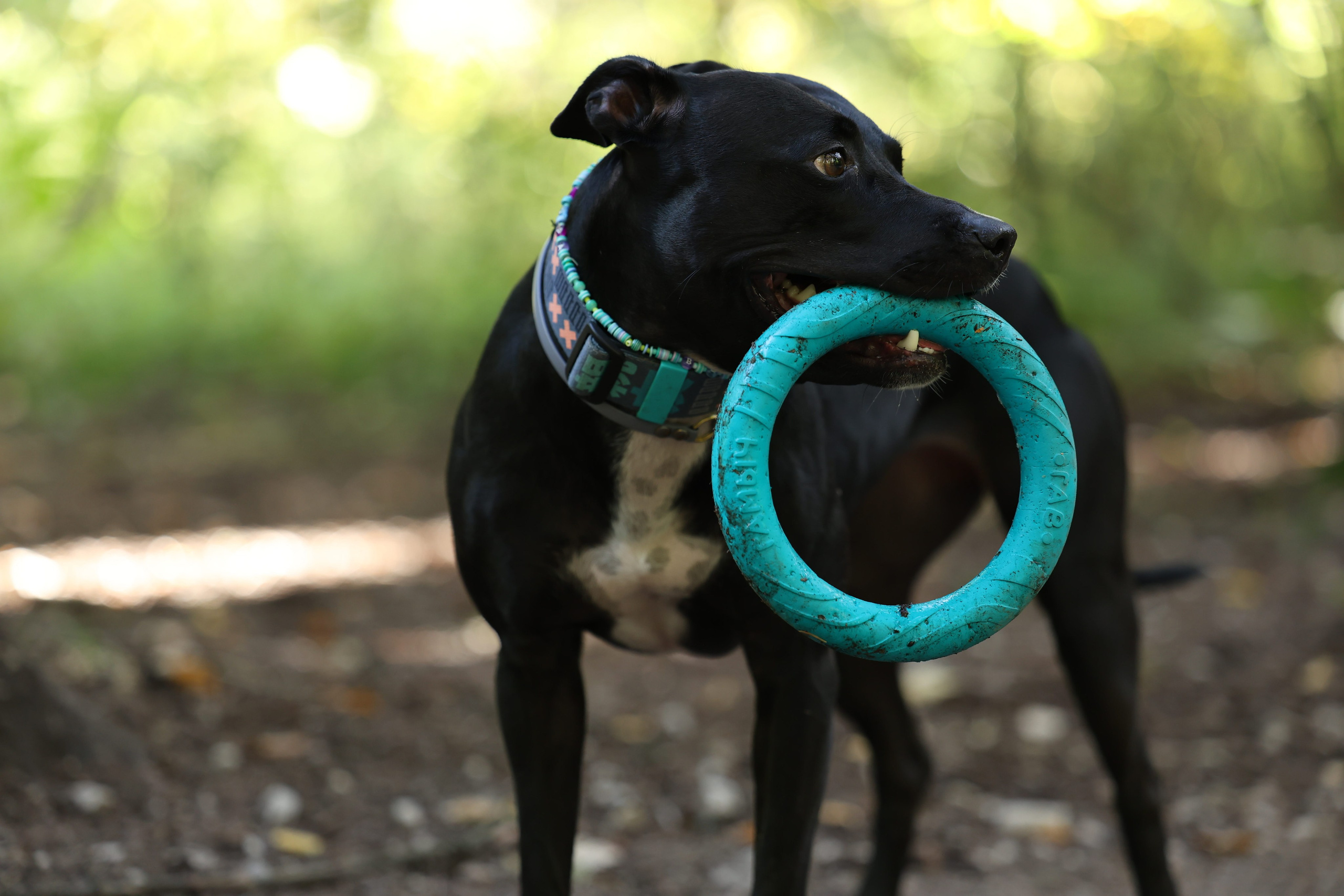 Алена и Бора. Виктория Михайловская. Фотограф-анималист. Москва