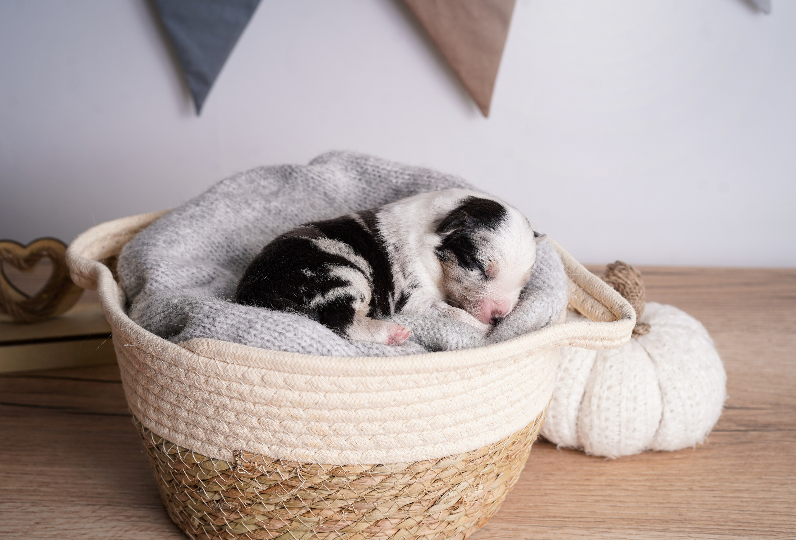 Щенки аусси. Фотограф-анималист в Санкт-Петербурге Яна Мартынова
