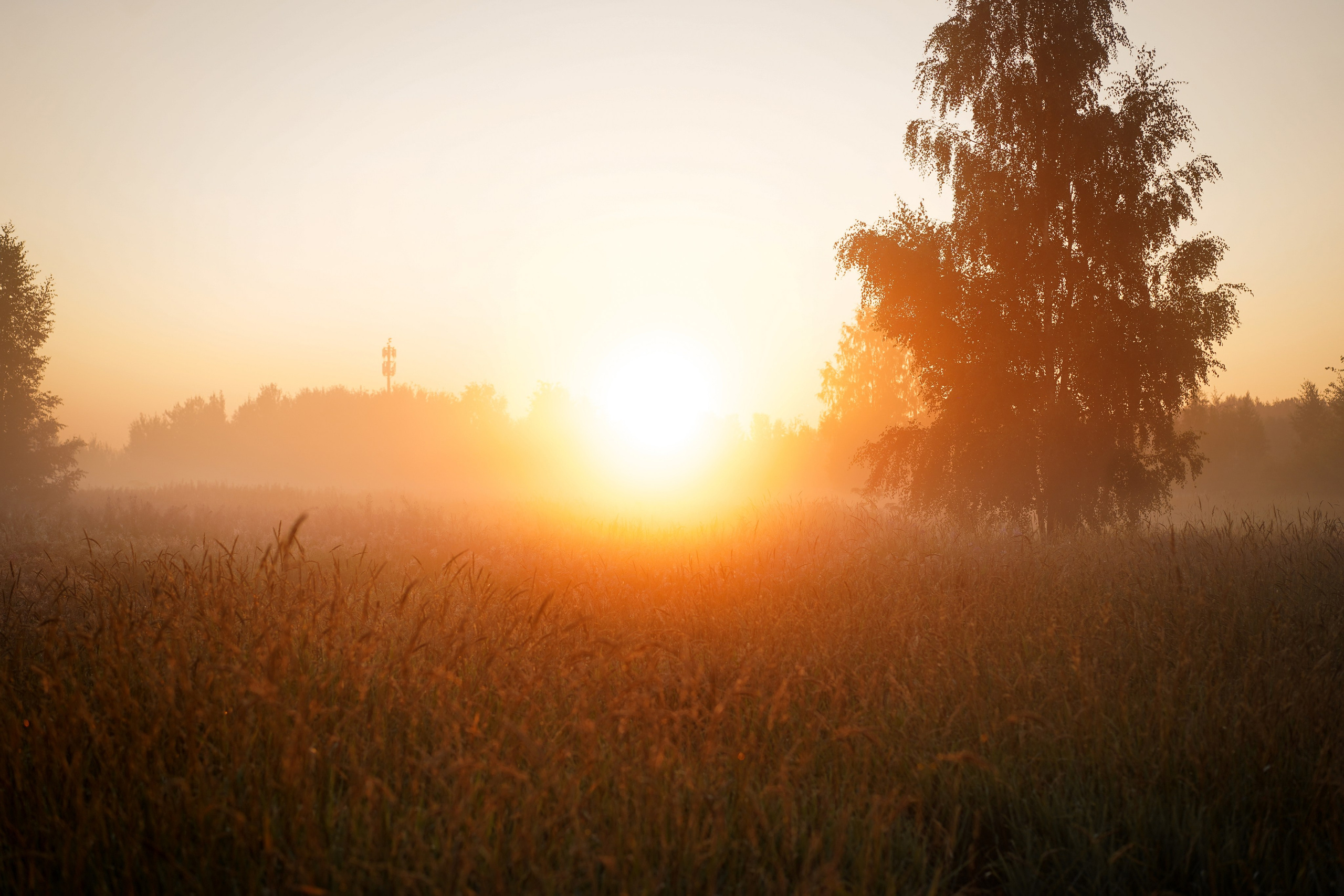 Алина и Лето. Фотограф-анималист в Санкт-Петербурге Яна Мартынова