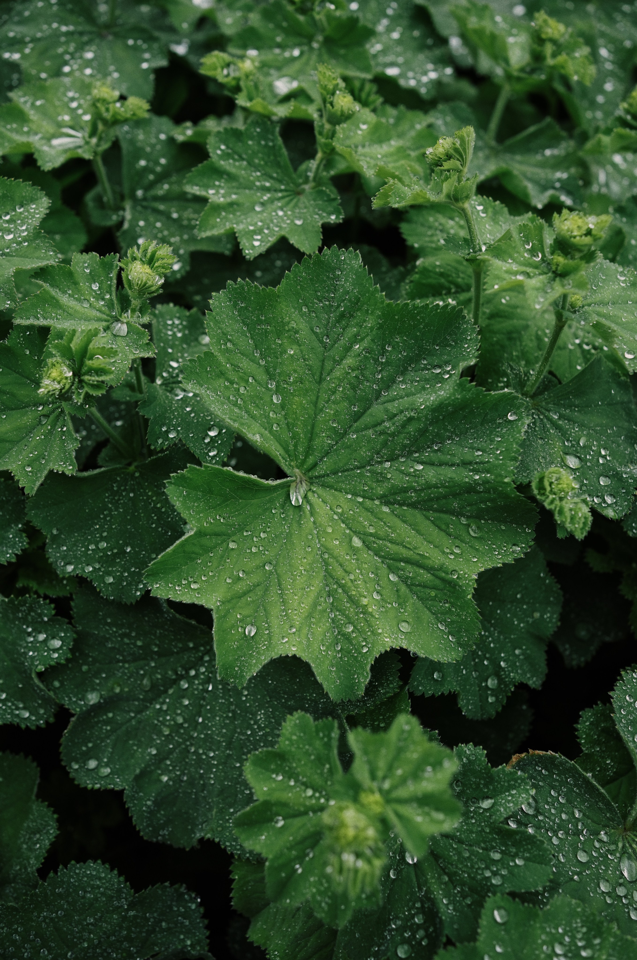 Botanical garden cards. Ксения Копна. Фотограф из Санкт-Петербурга