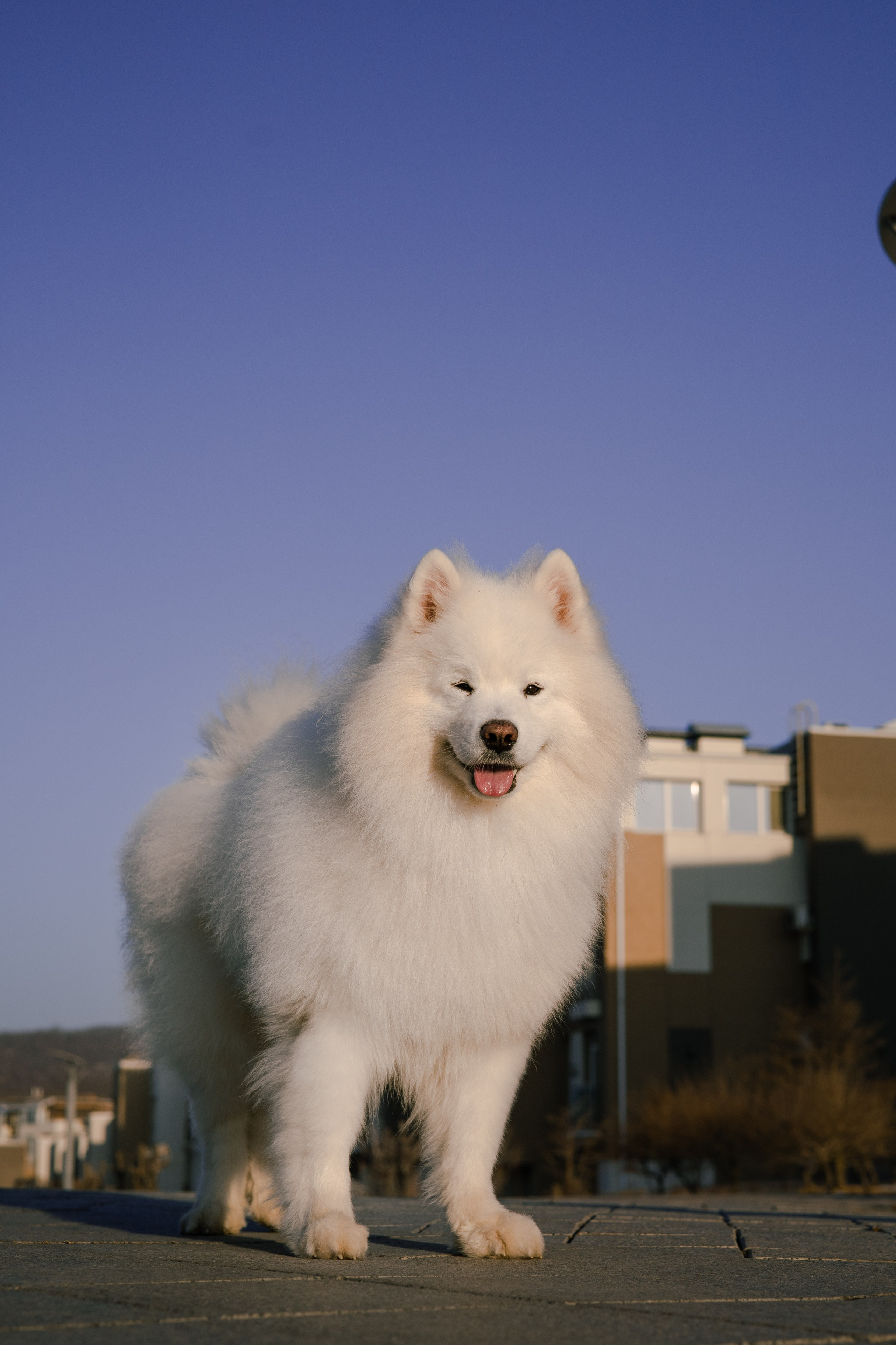 Полина и Вирчик. Фотограф — анималист Владивосток, Алина