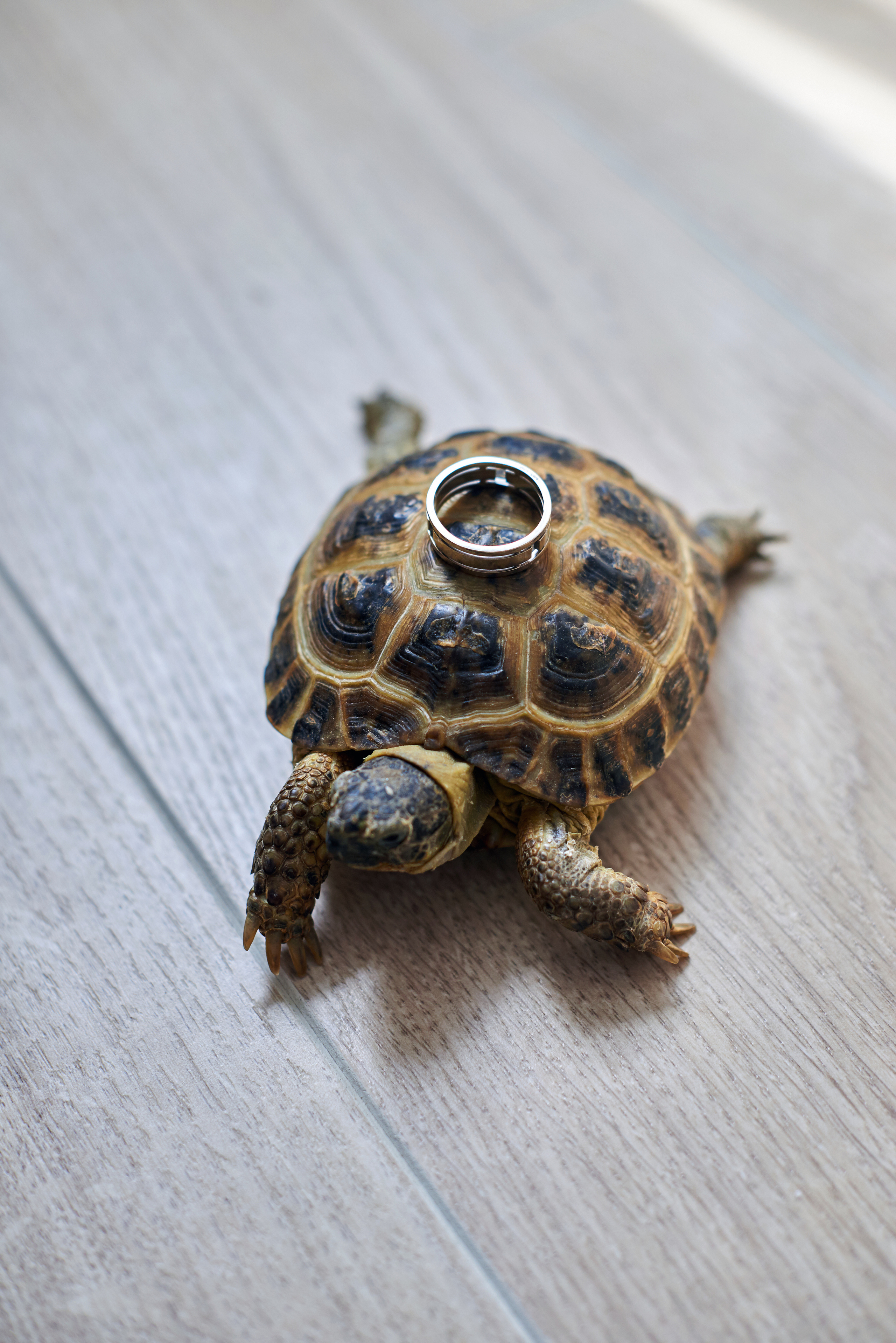 Свадебные фотографии. Свадебный фотограф в Москве Станислав Донченко