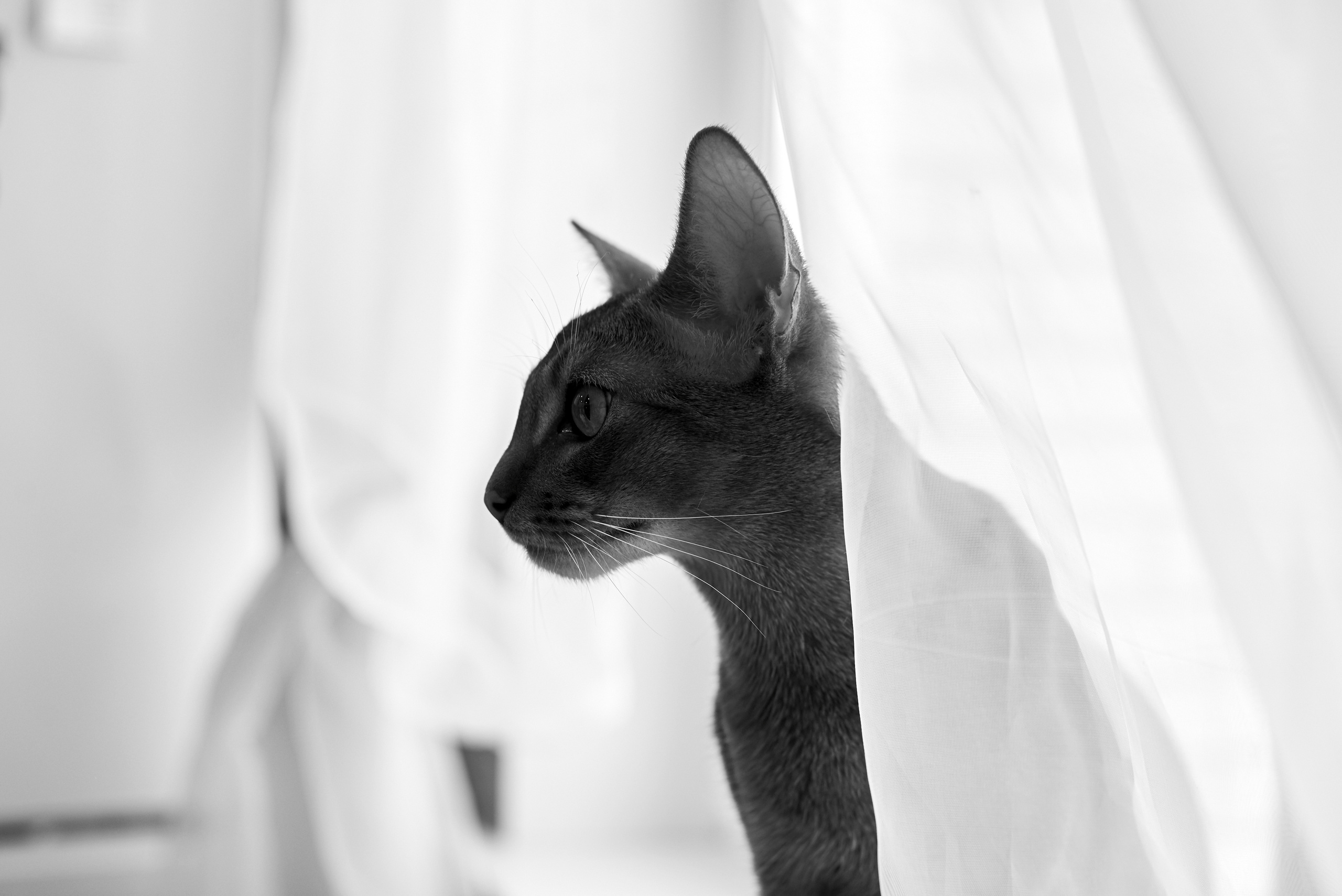 Свадебные фотографии. Свадебный фотограф в Москве Станислав Донченко