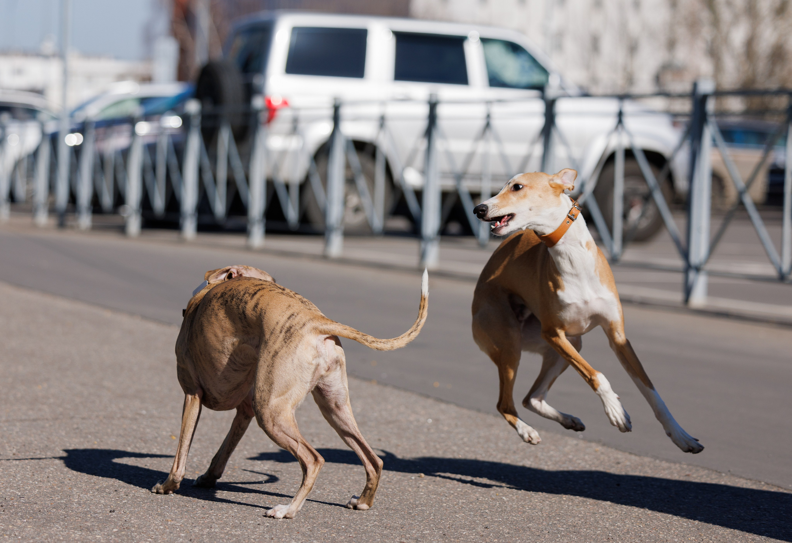 Сфера и Крокус 8,9,16 и 30.03.2025. Фотограф-анималист Юлия Германика