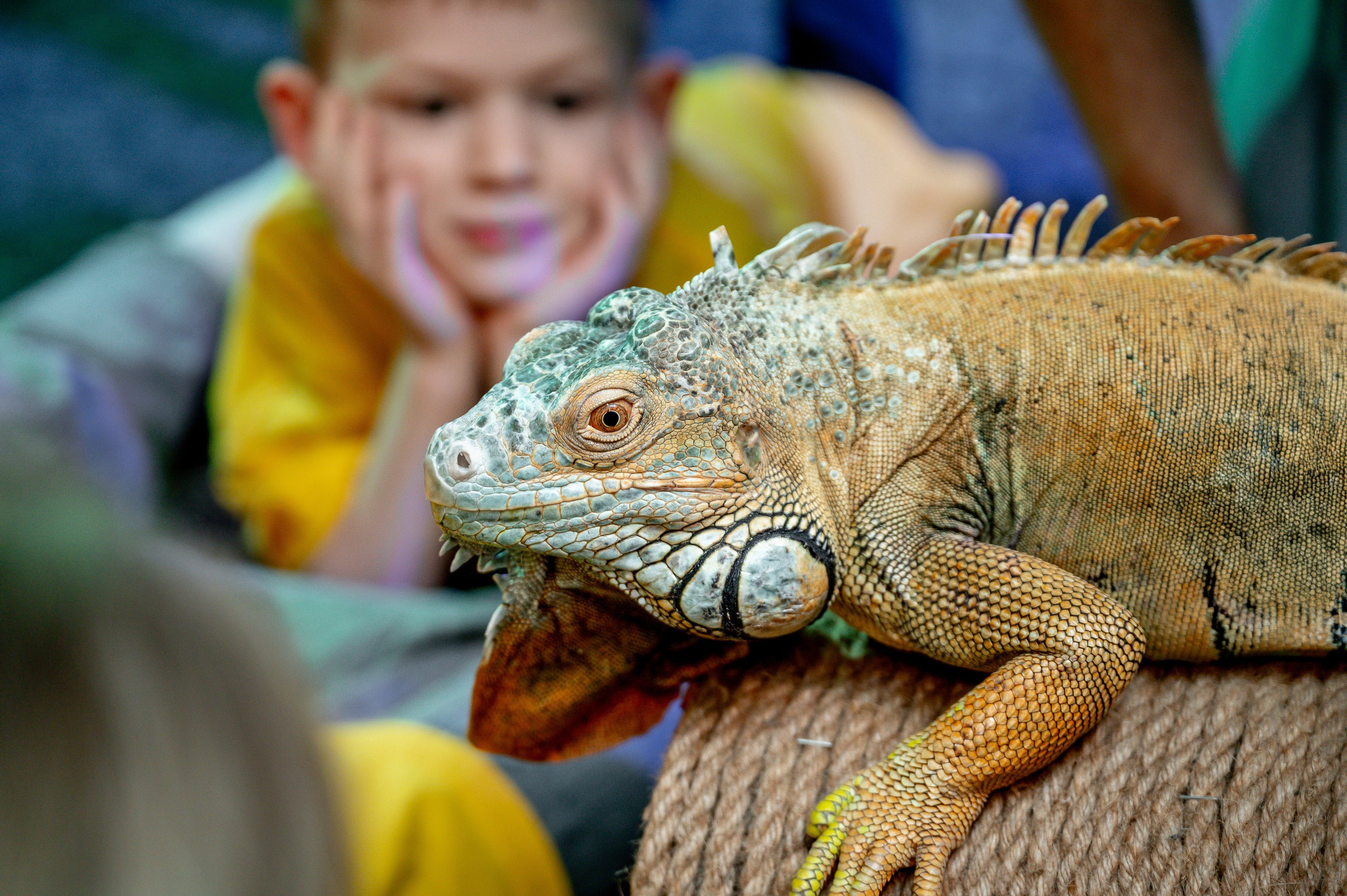 «Форд-боярд». Свадебный, семейный и репортажный фотограф. Брянск. Эльвира Голенкова