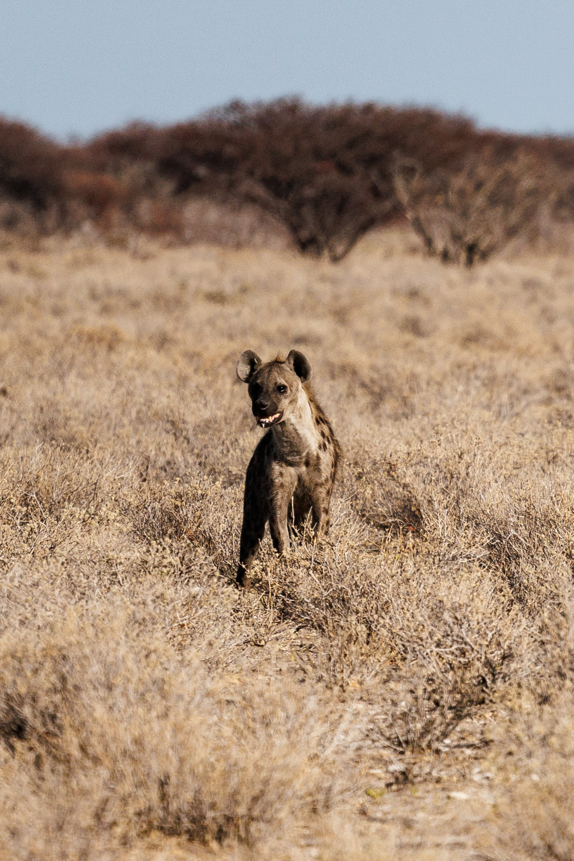НАМИБИЯ. Роадтрип