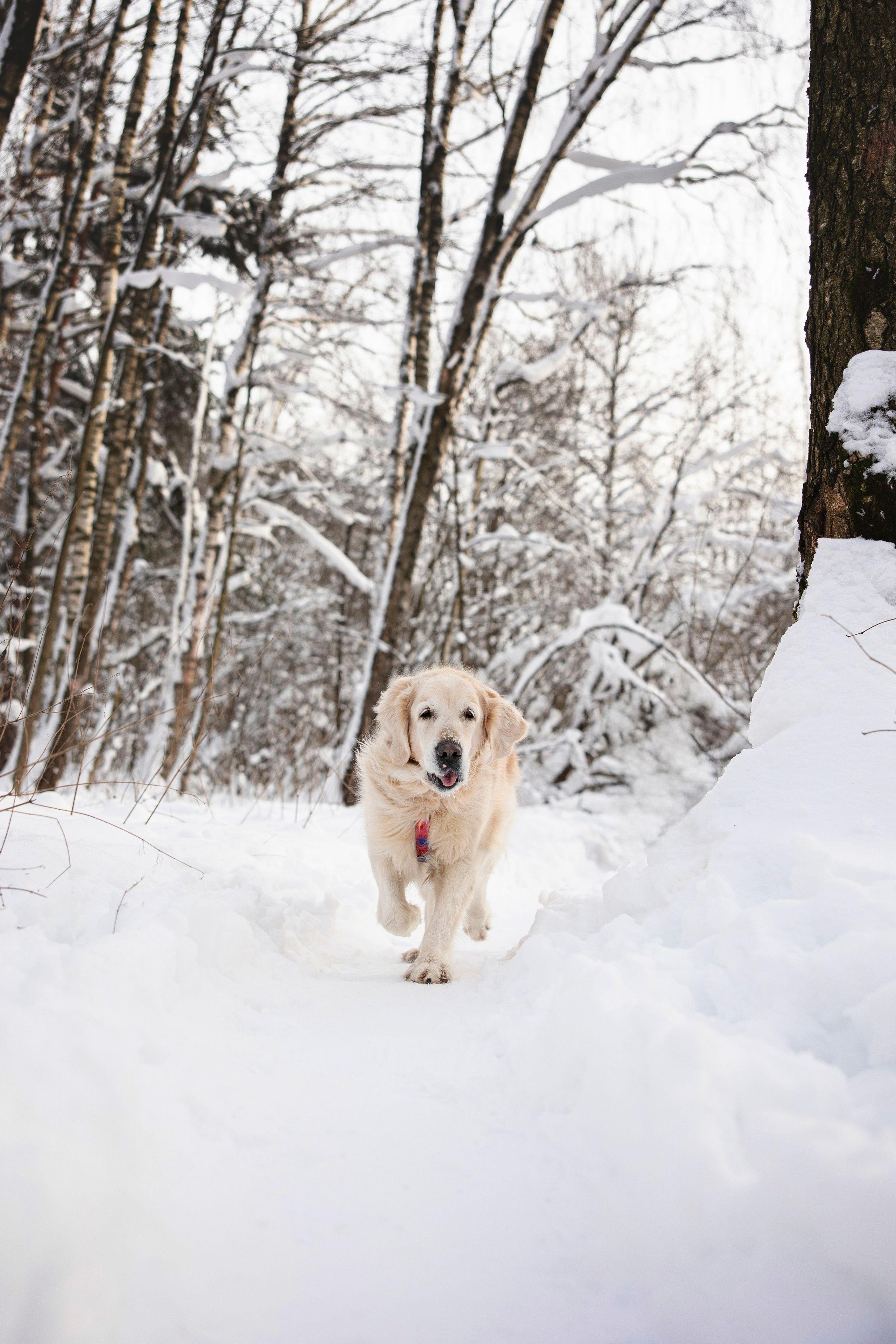 Бэлла и Панда. Анастасия Белаш