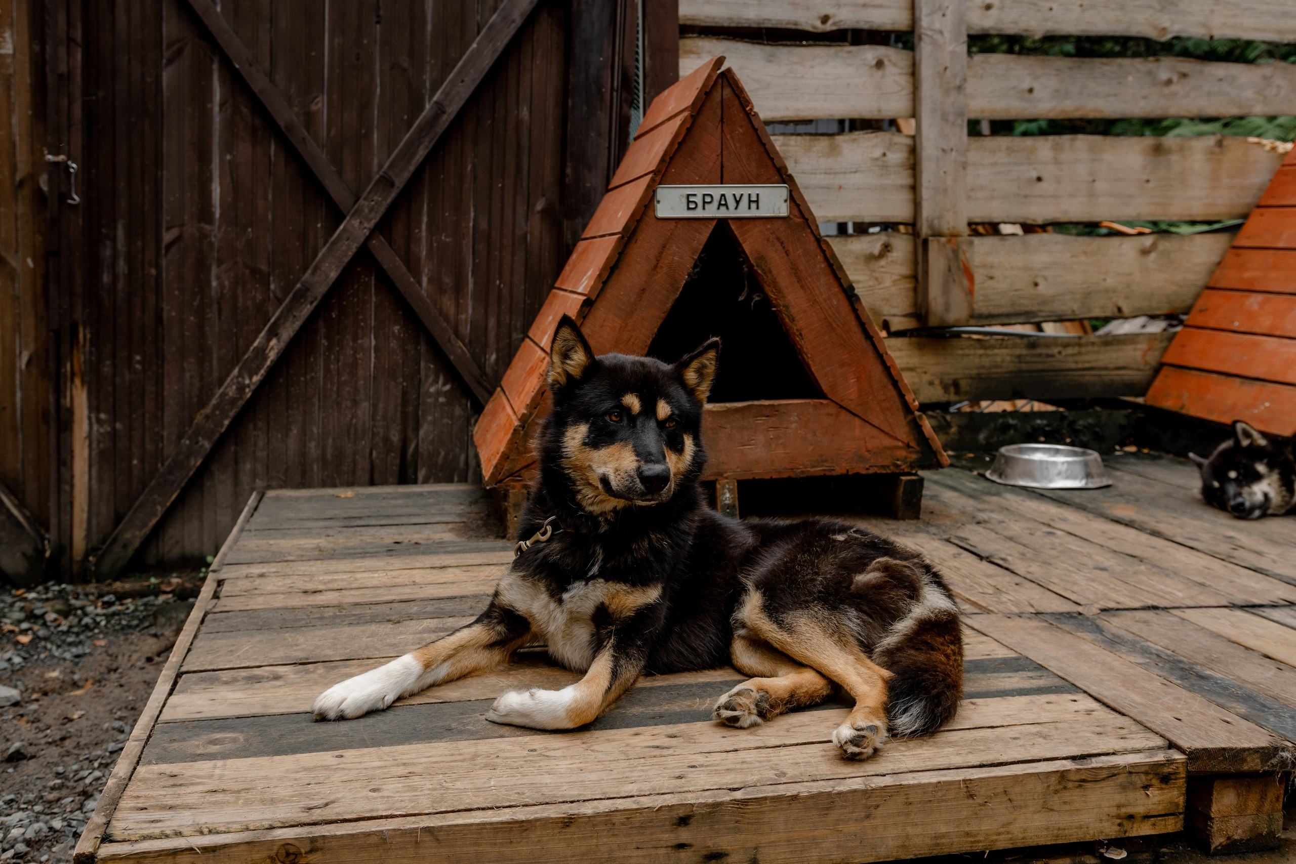 Дог-треккинг