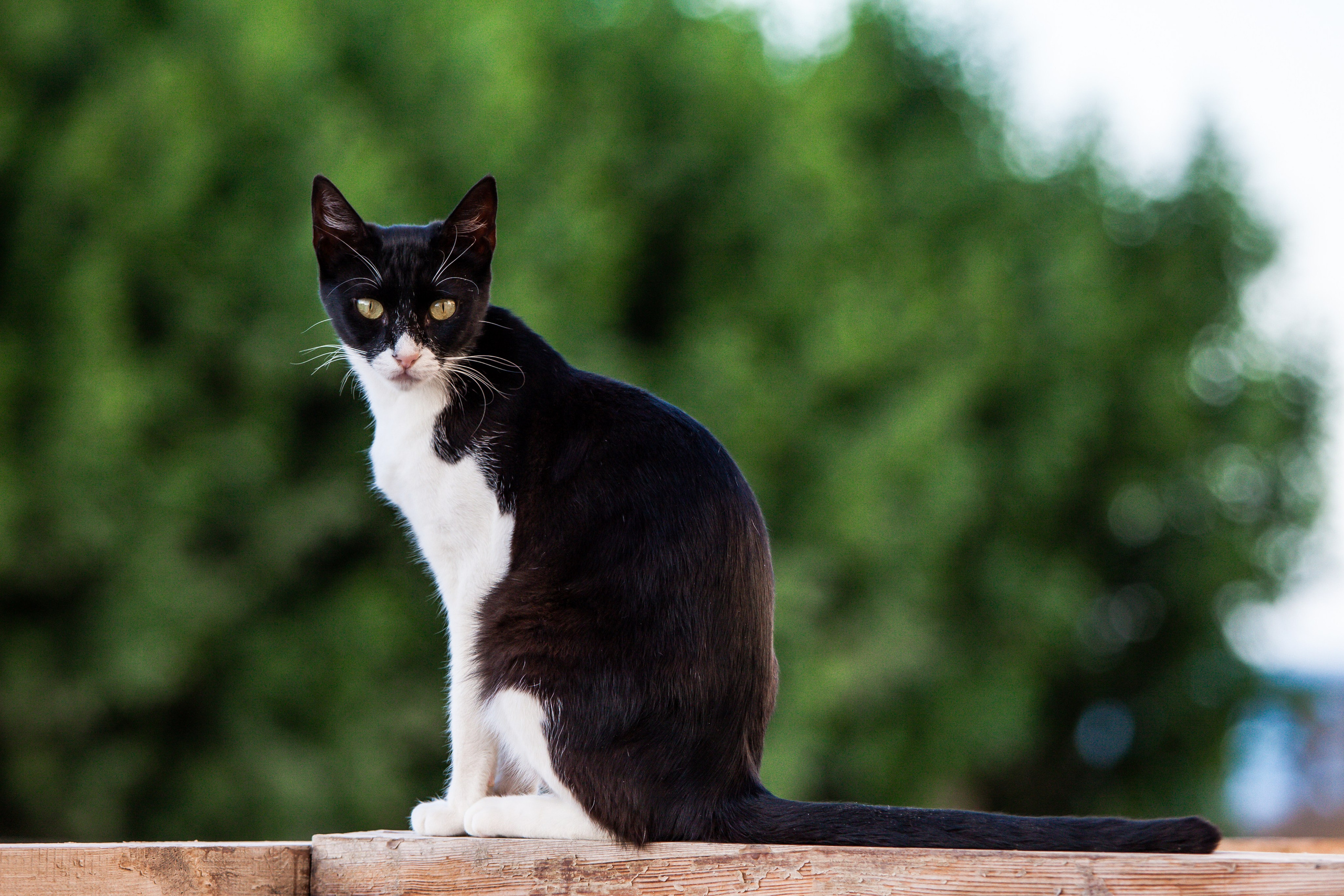 Рубрика Котиков. Дария Галямова — фотограф: открытый, творческий, коммерческий