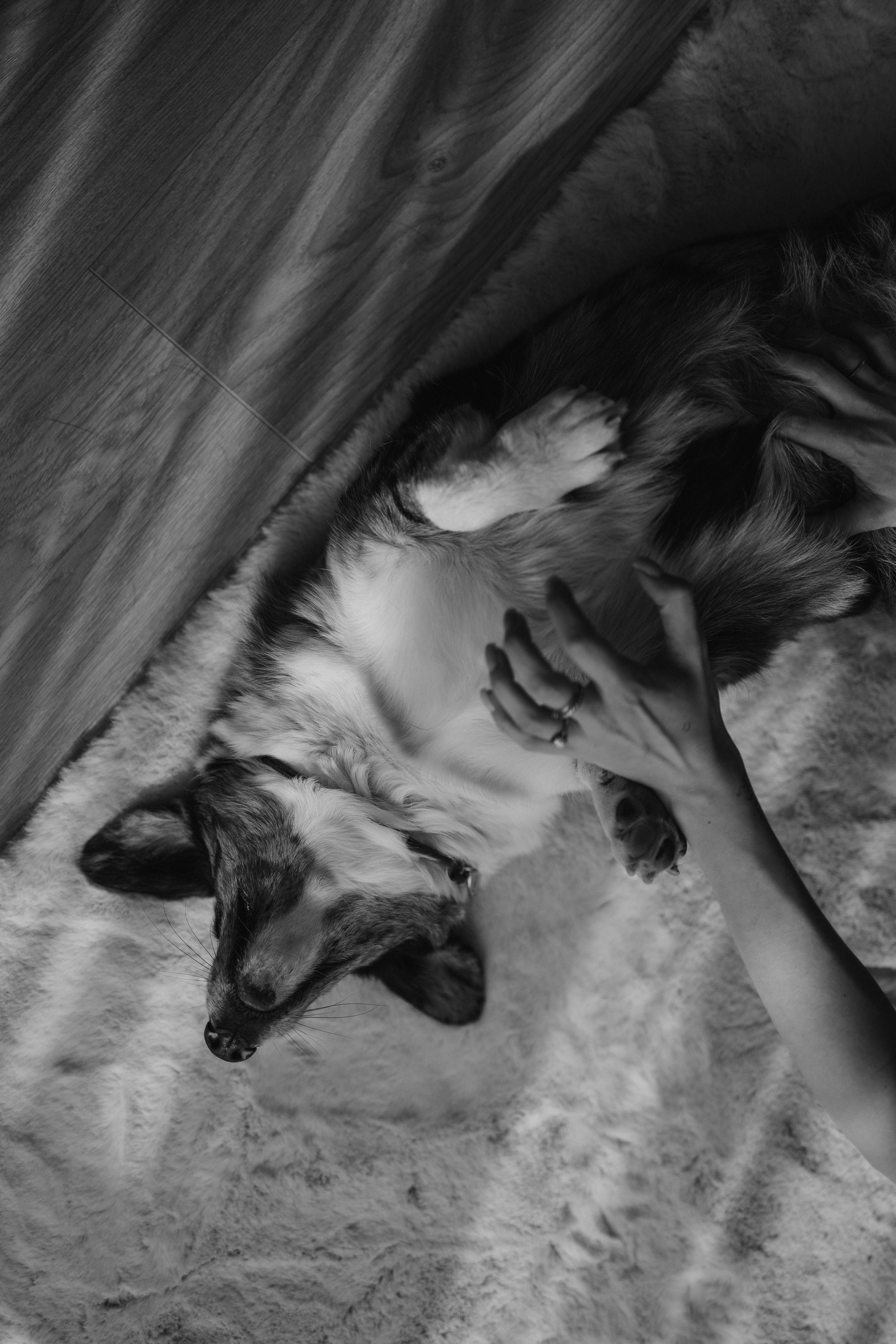 Бэлла, Деми и Луна. Фотораф — анималист Мария Шистка