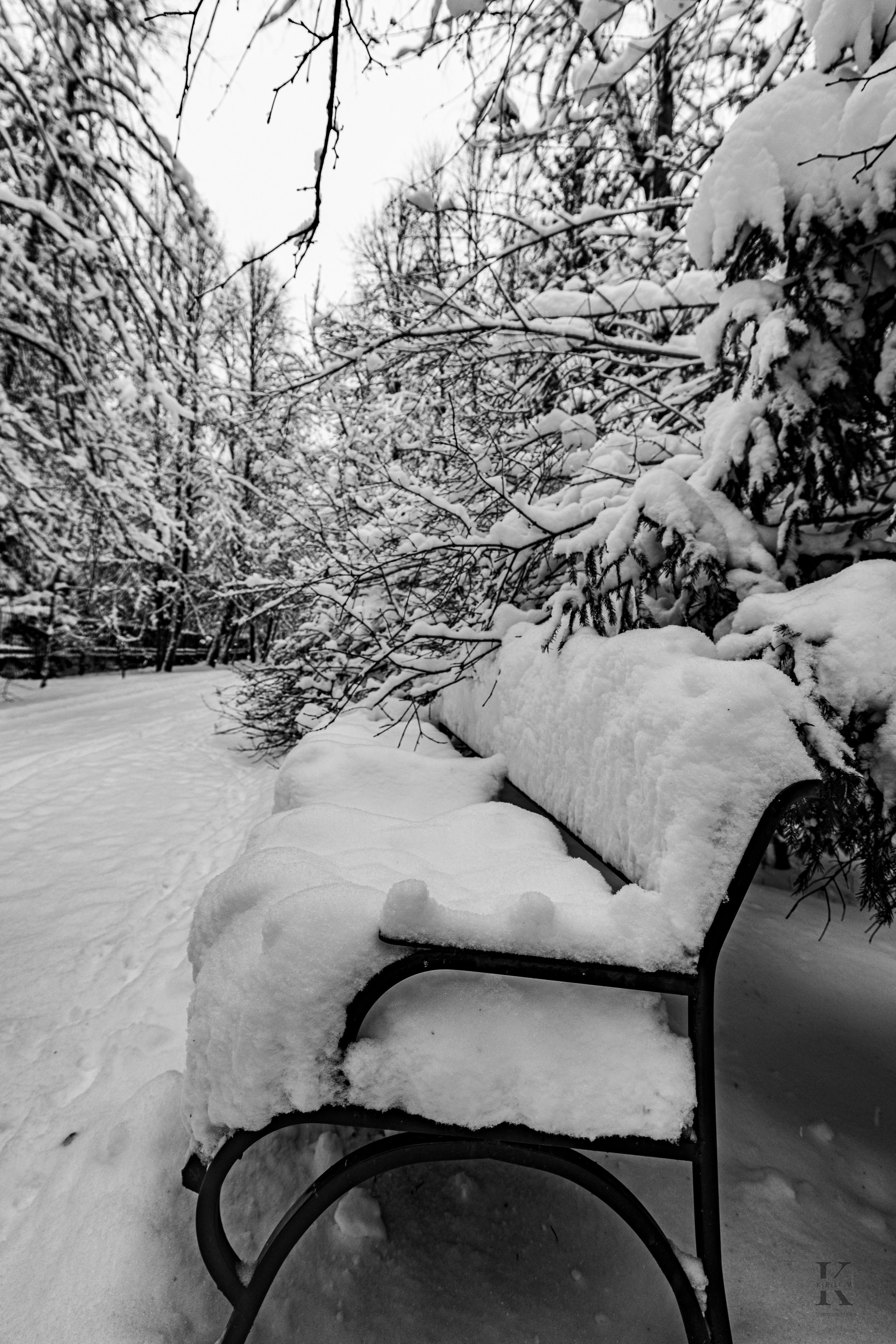 Природа 31 Декабря 2025 года. Клены. Фотографирую жизнь! Московский фотограф волонтер