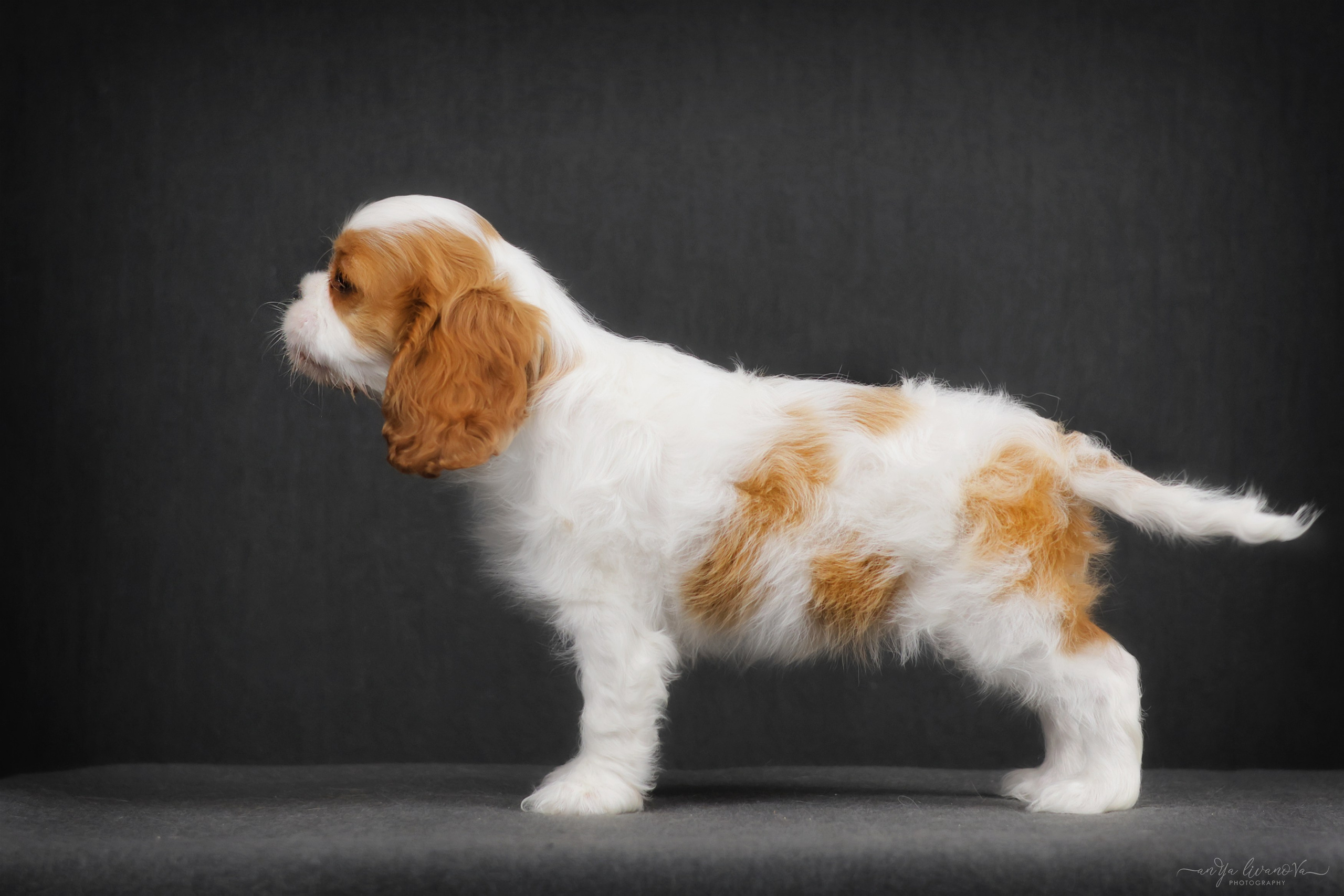 Кавалерчики. Фотограф анималист Аня Ливанова | Рыбинск