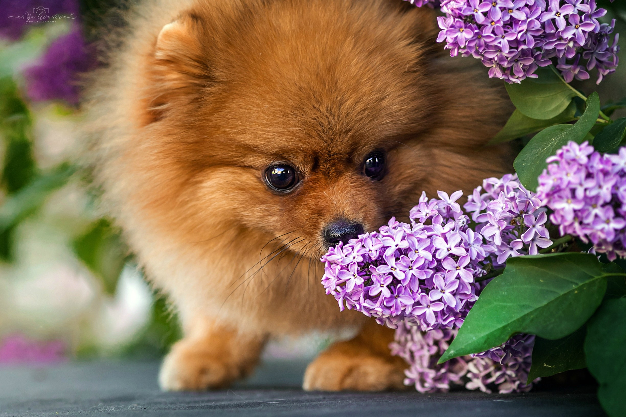 Сирень. Фотограф анималист Аня Ливанова | Рыбинск