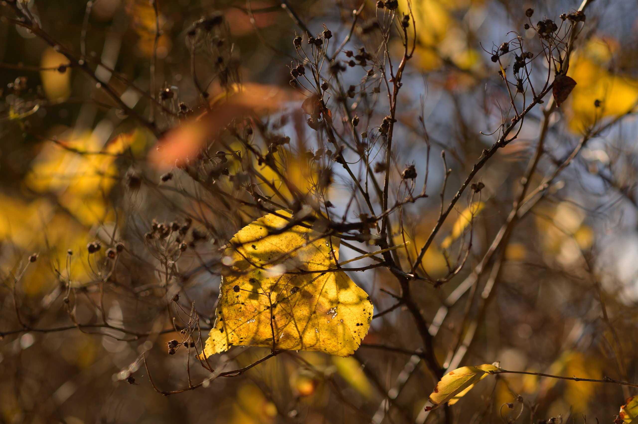 Осенние листья. Анна Боровикова, фотограф Пушкино