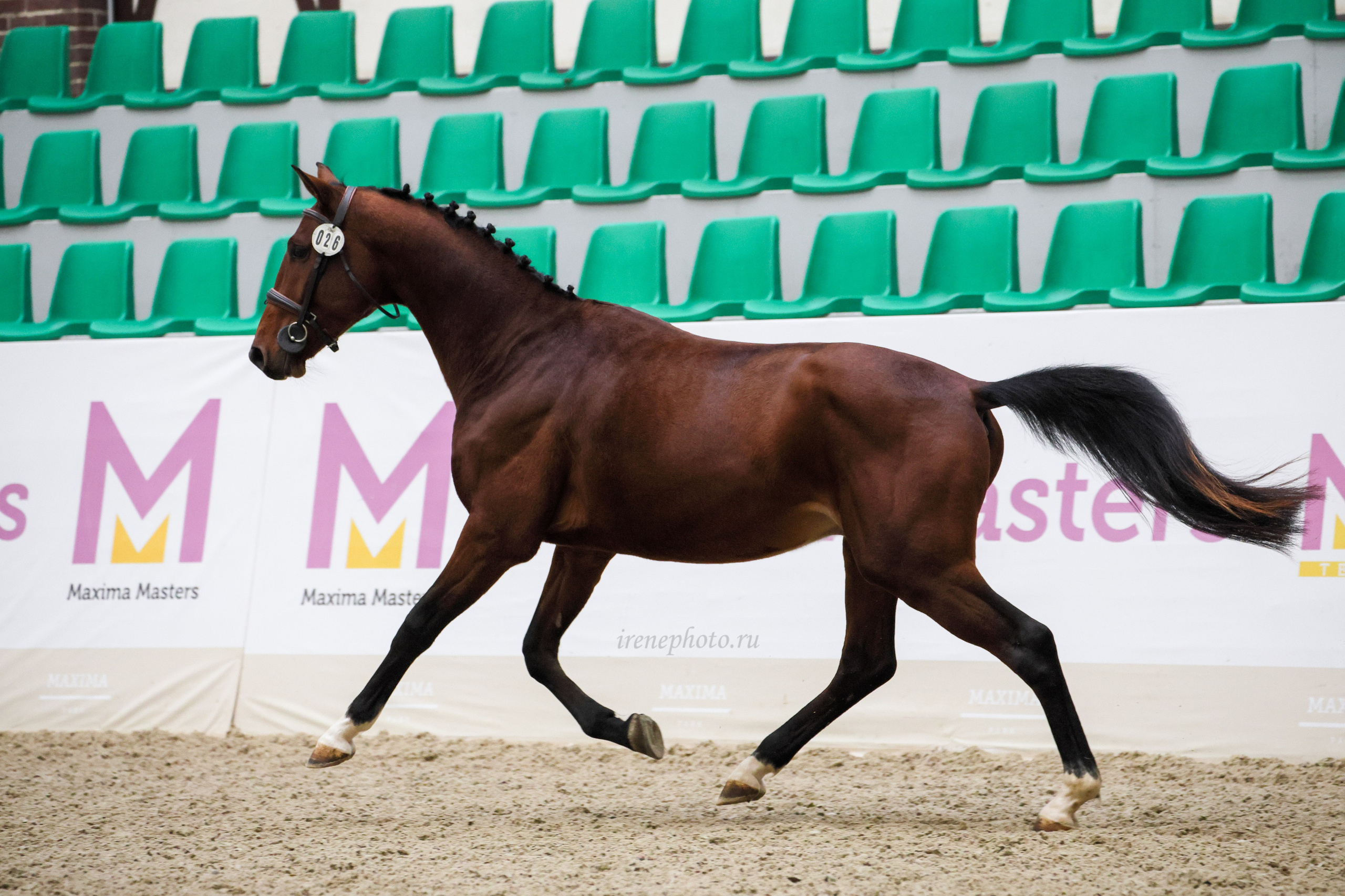 Конная Россия 2024 Оценка двигательных качеств. Irenephoto.ru