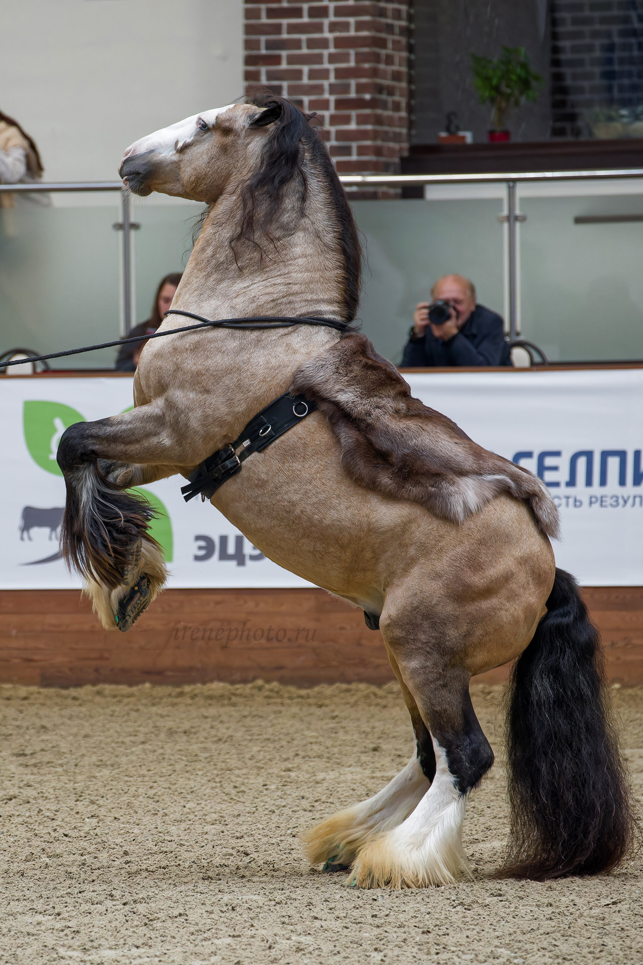 Конная Россия 2024. Irenephoto.ru