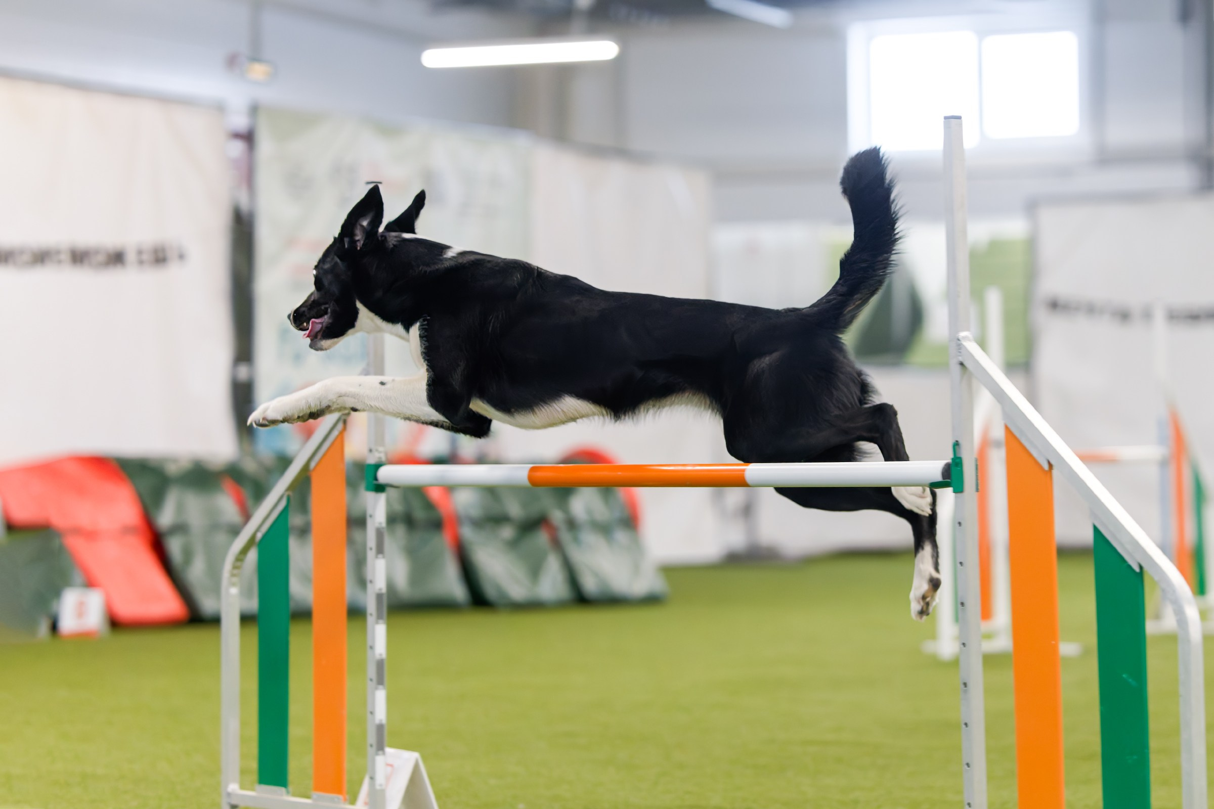 День рождения Пёсбурга — февраль 2025. Irenephoto.ru