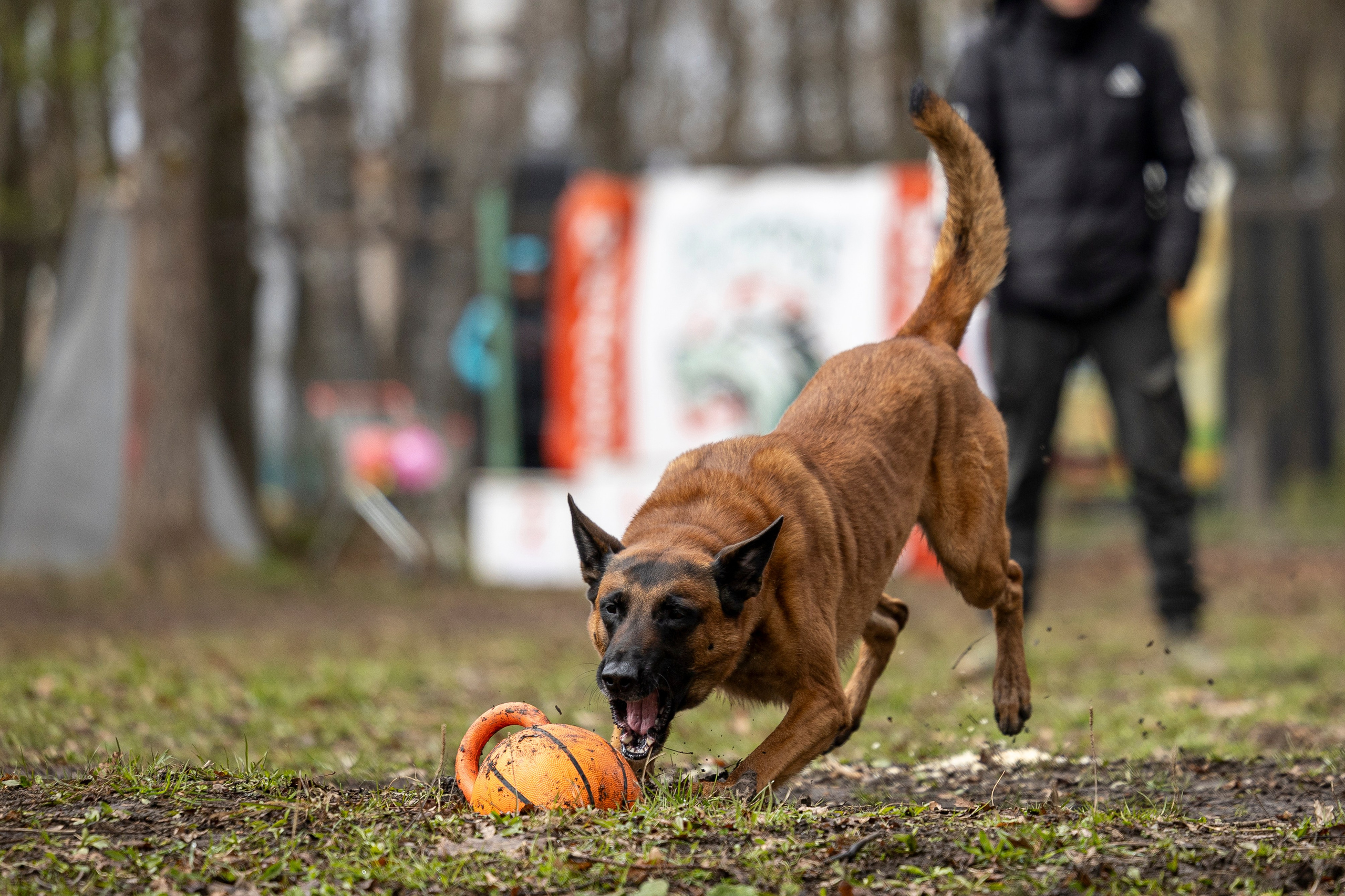 Квалификационные состязания по мондьорингу г. Вологда 11.05.24. Фотограф-анималист Анна Маринич
