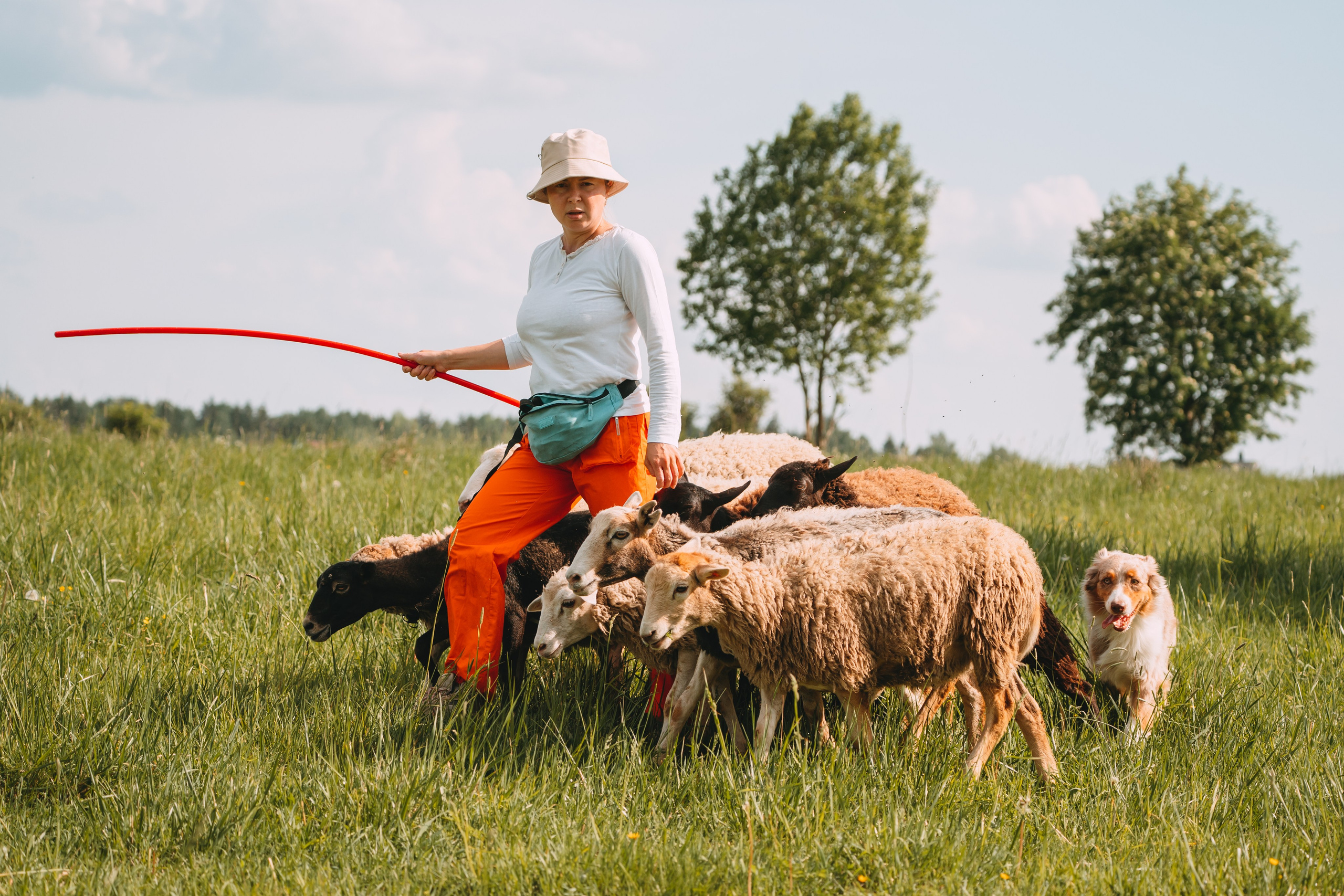 Состязания по пастушьей службе 1-2.06.24, Заостровье. Фотограф-анималист Анастасия Большакова