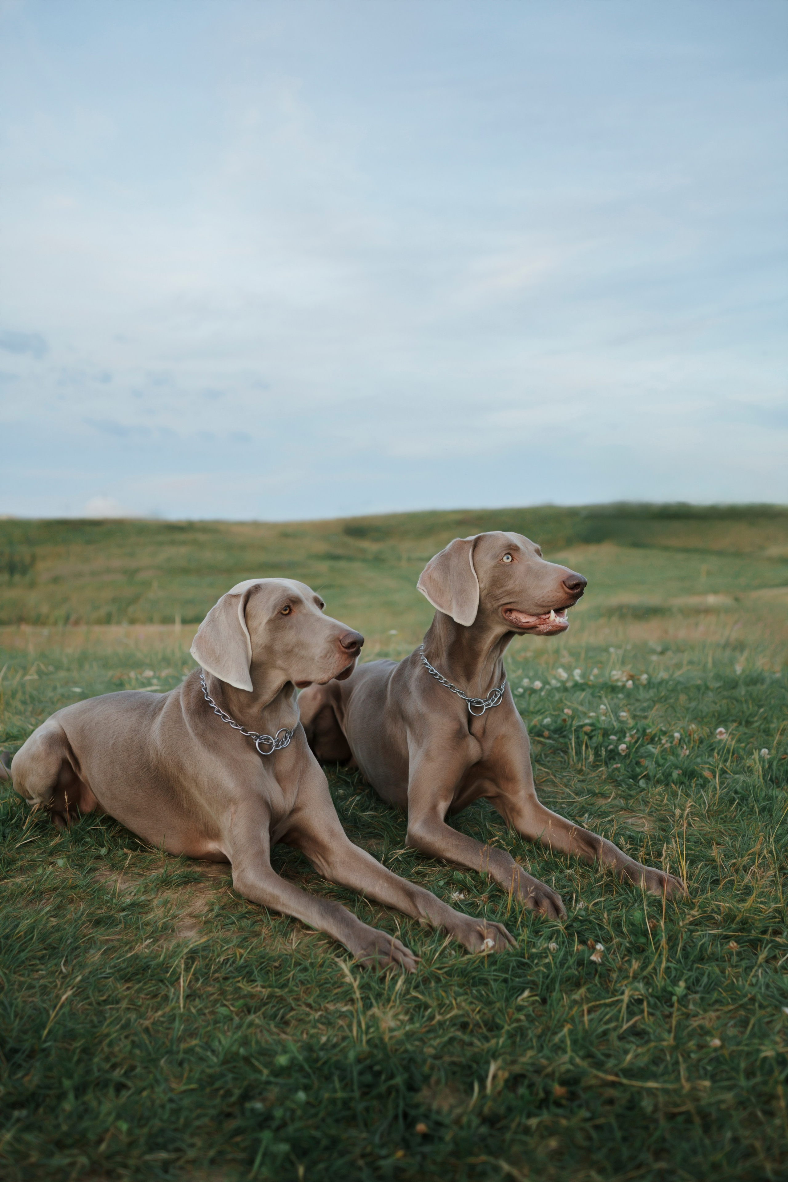 Маргарита и веймаранеры. Фотограф-анималист в Санкт-Петеребурге Титова Алиса