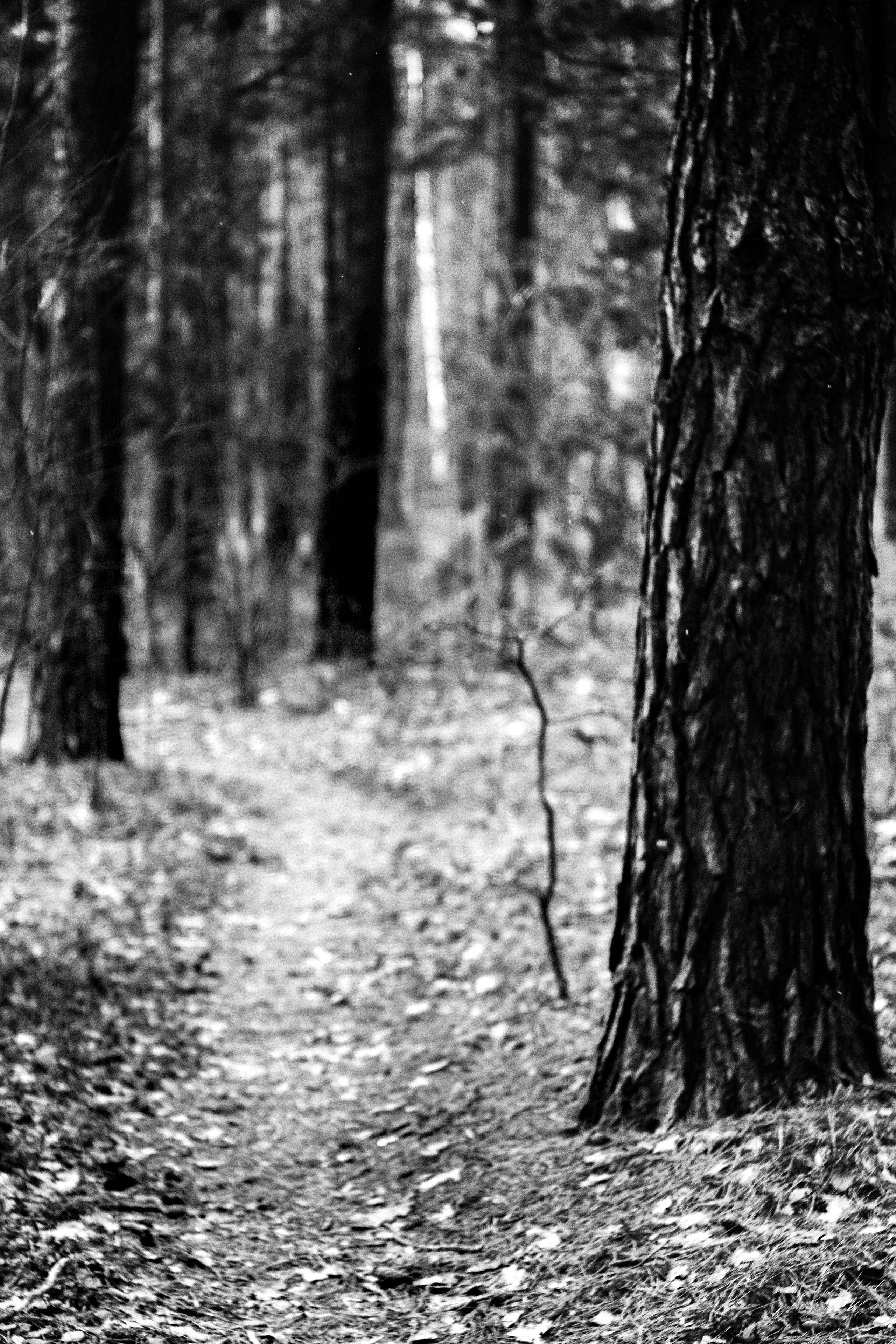 ЧБ  пейзажи (BnW landscape). Фотограф (photographer) Lischinski Vitaliy