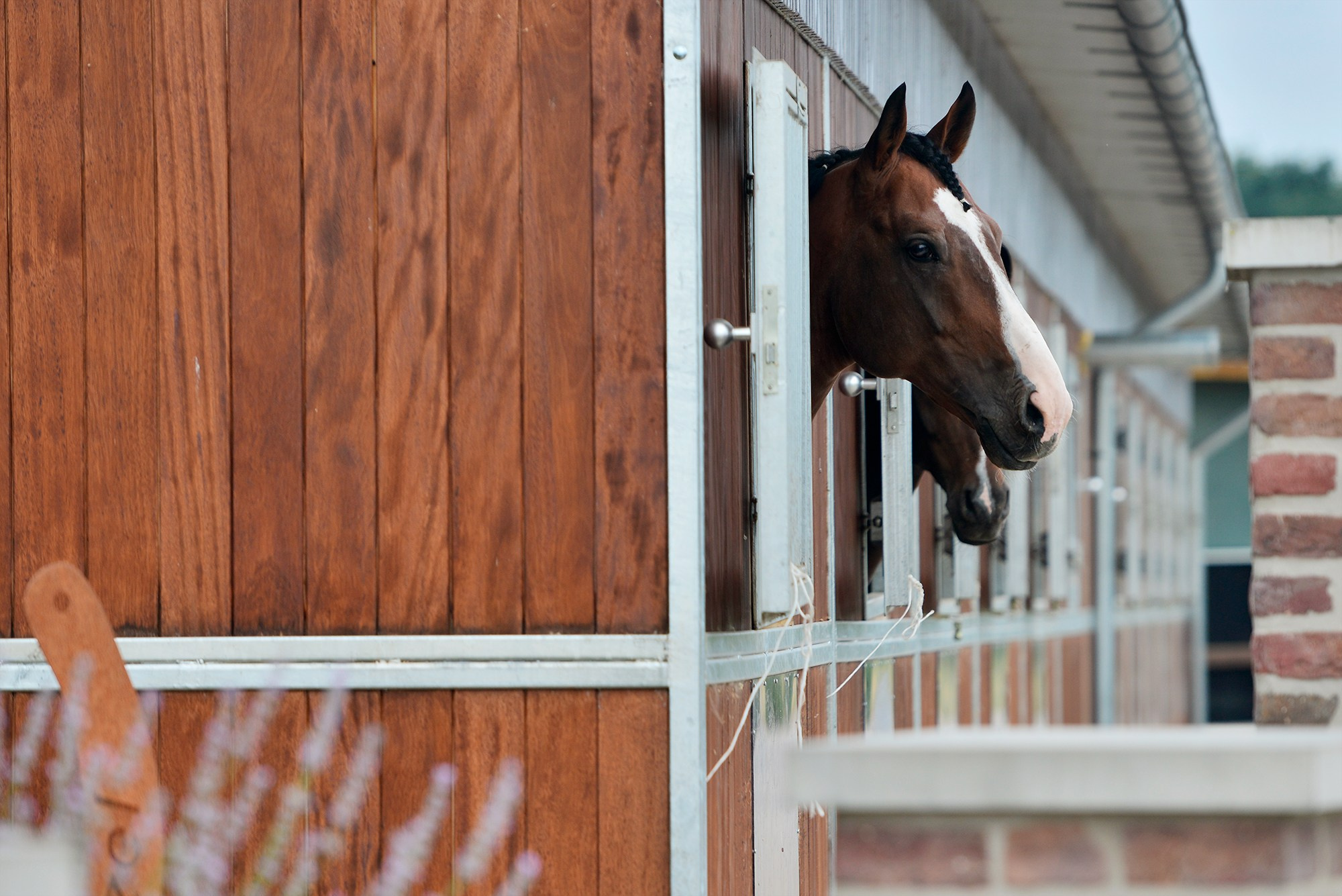 Конные клубы. Конный фотограф Alesya Safe