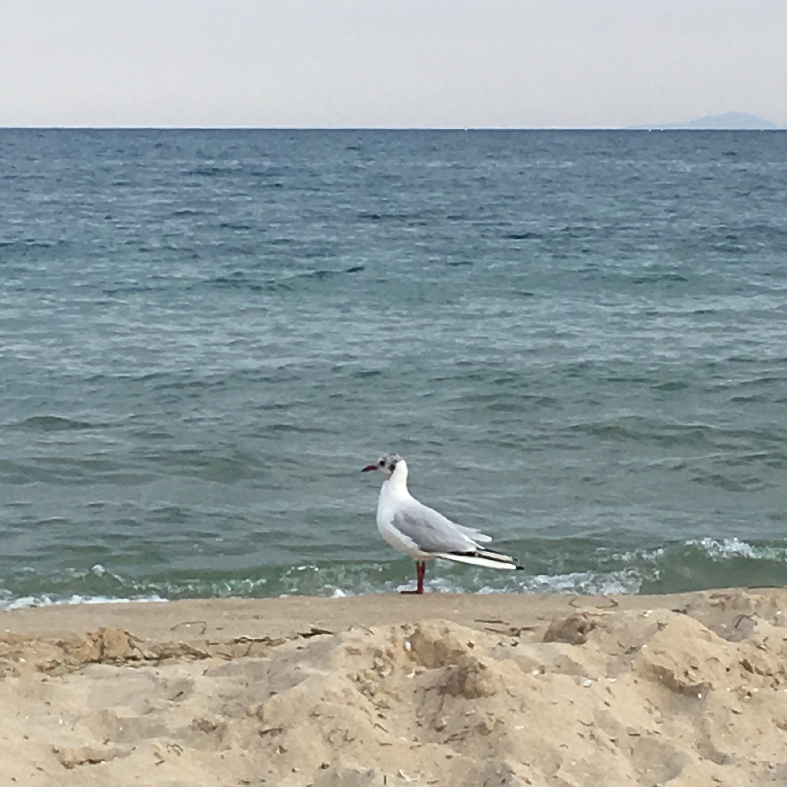 Эмираты — 19. Своя Мастерская