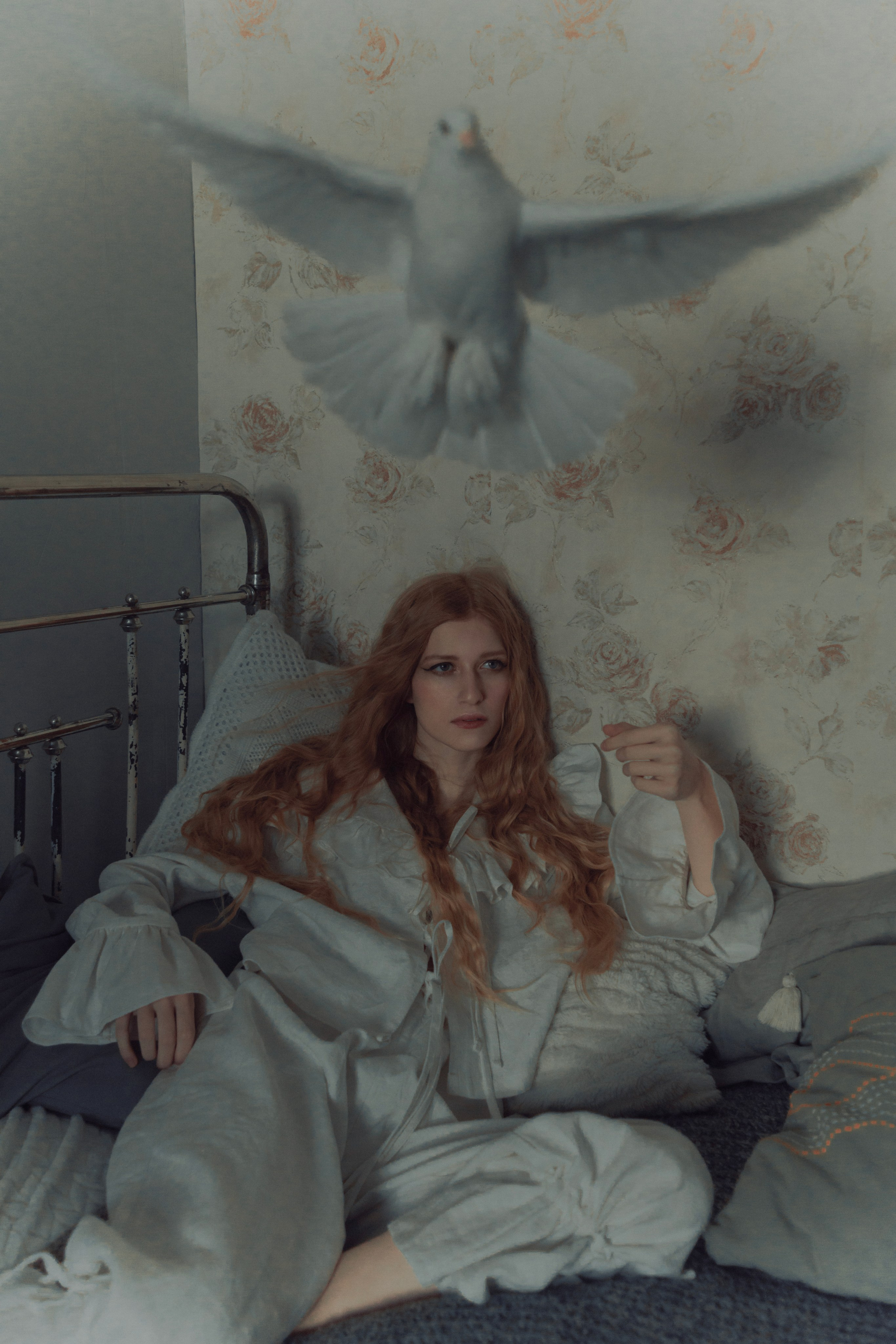 Голубь. Фотограф Anita Mivchas