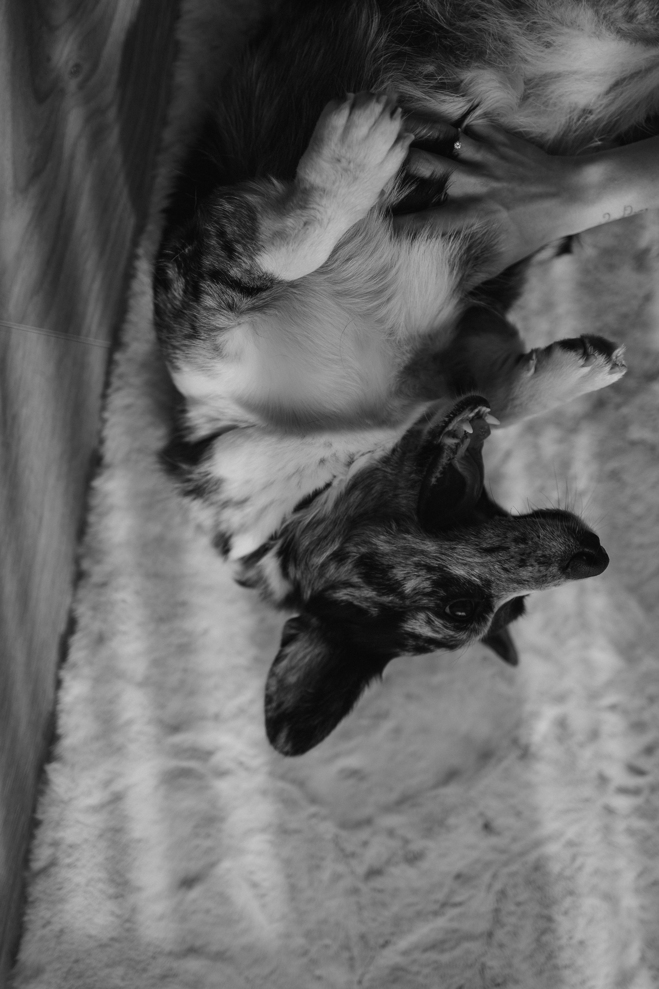 Бэлла, Деми и Луна. Фотораф — анималист Мария Шистка