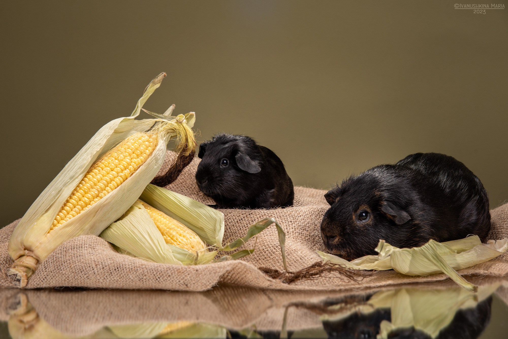 Фотосессии экзотических животных в студии. Фотограф собак в Москве и Московской области Иванушкина Мария