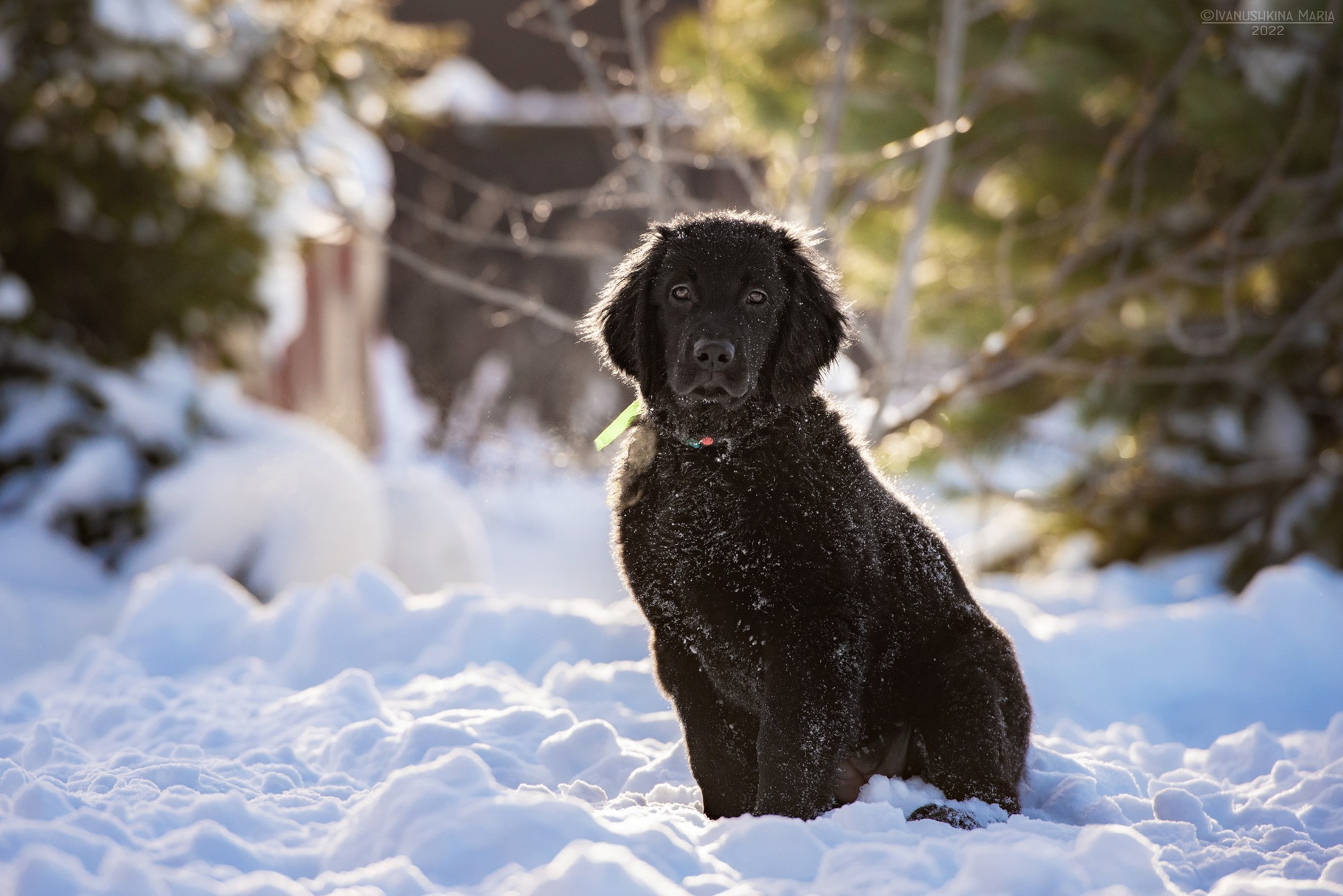 Фотосессия щенков на продажу. Фотограф собак в Москве и Московской области Иванушкина Мария