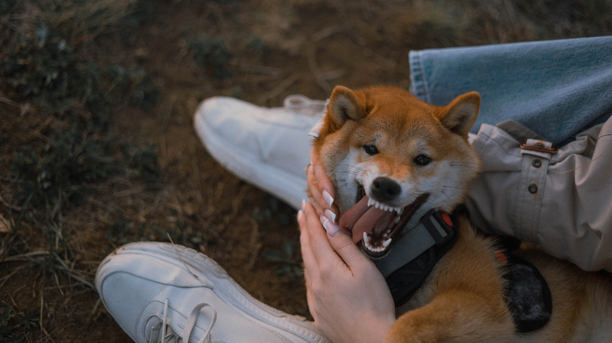 Аня и Шани. Фотограф-анималист Богданова Полина