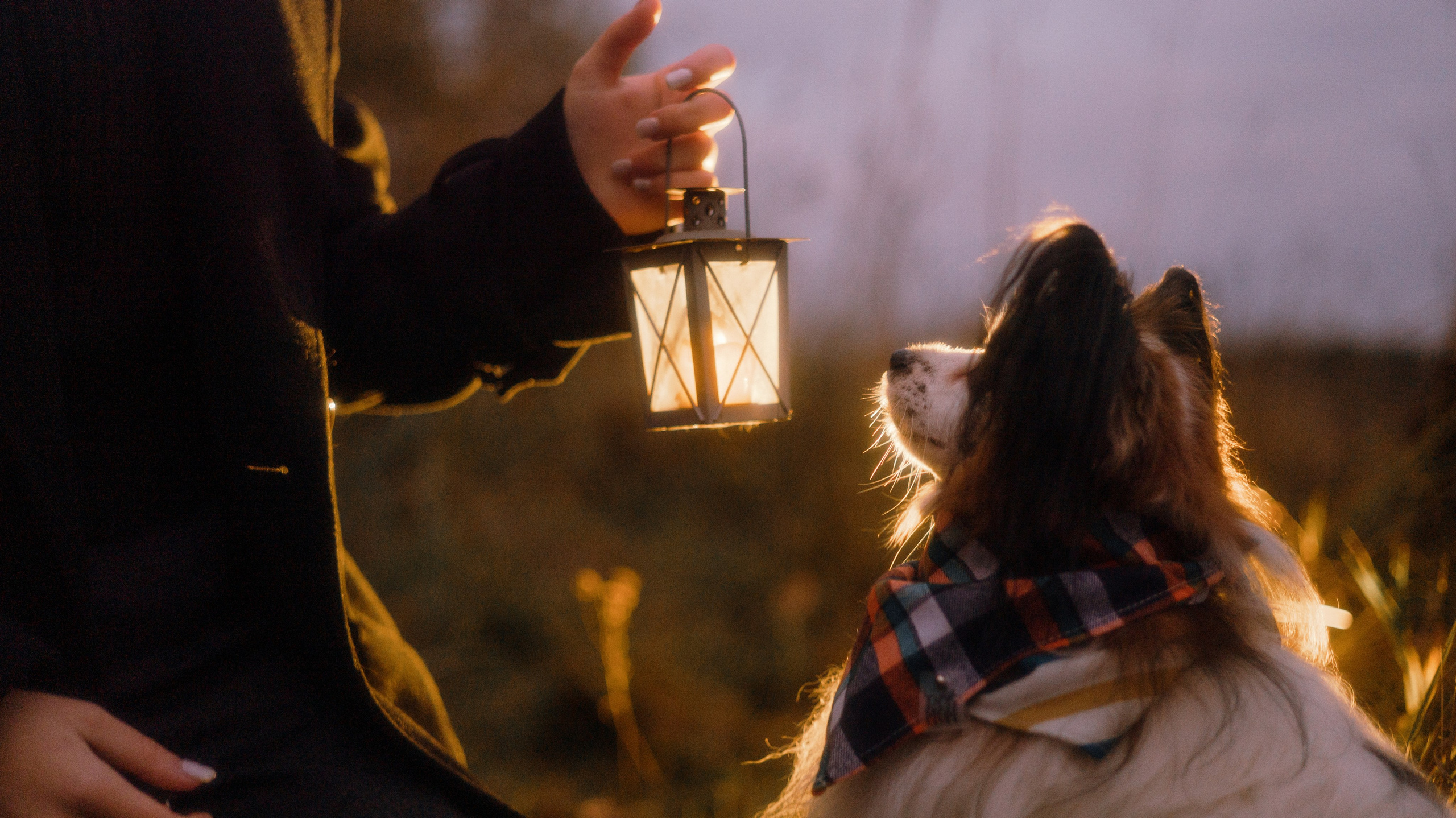 Маша, Катя, Астрид и Мася. Фотограф-анималист Богданова Полина