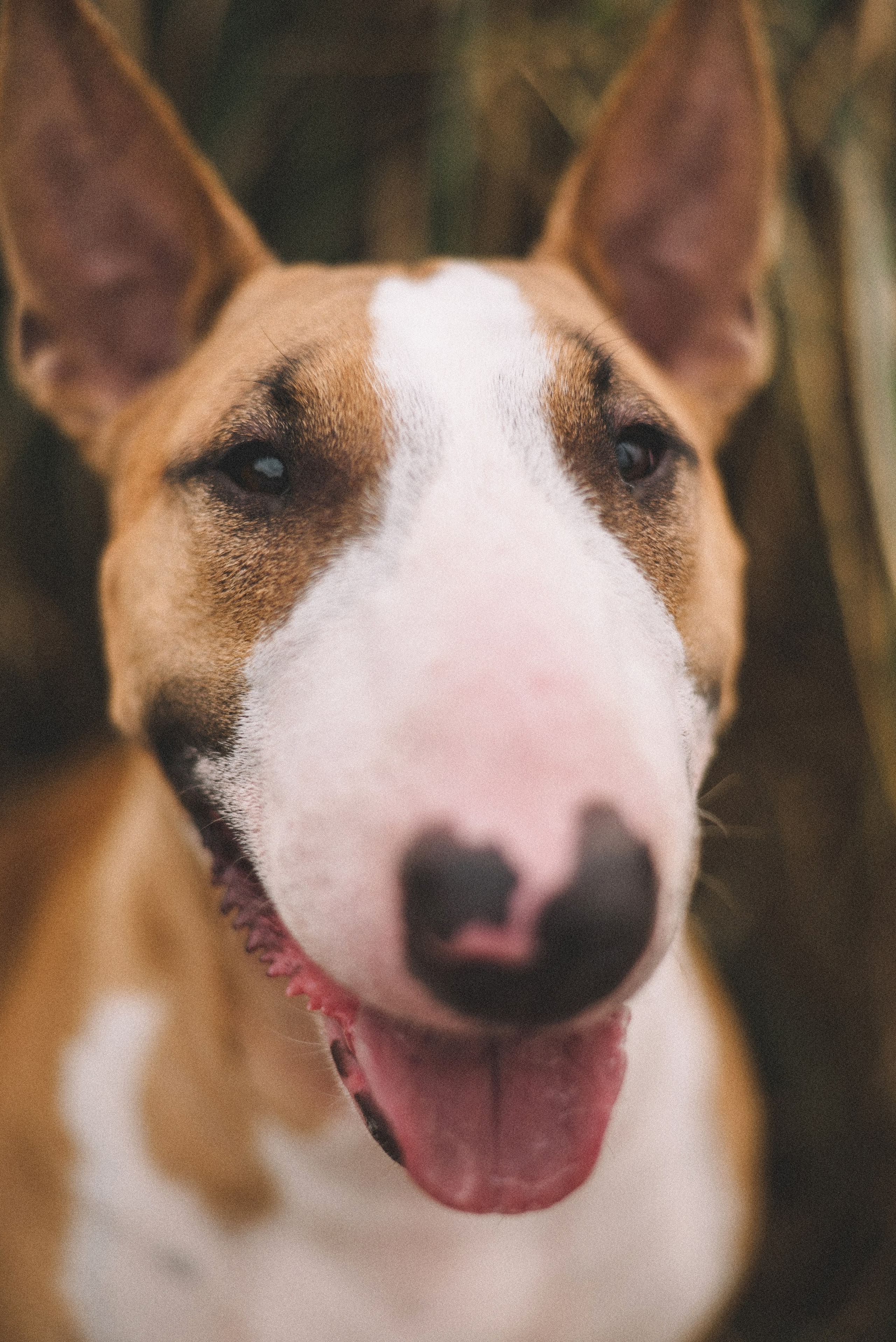 Маша и Рулька. Фотограф-анималист Богданова Полина