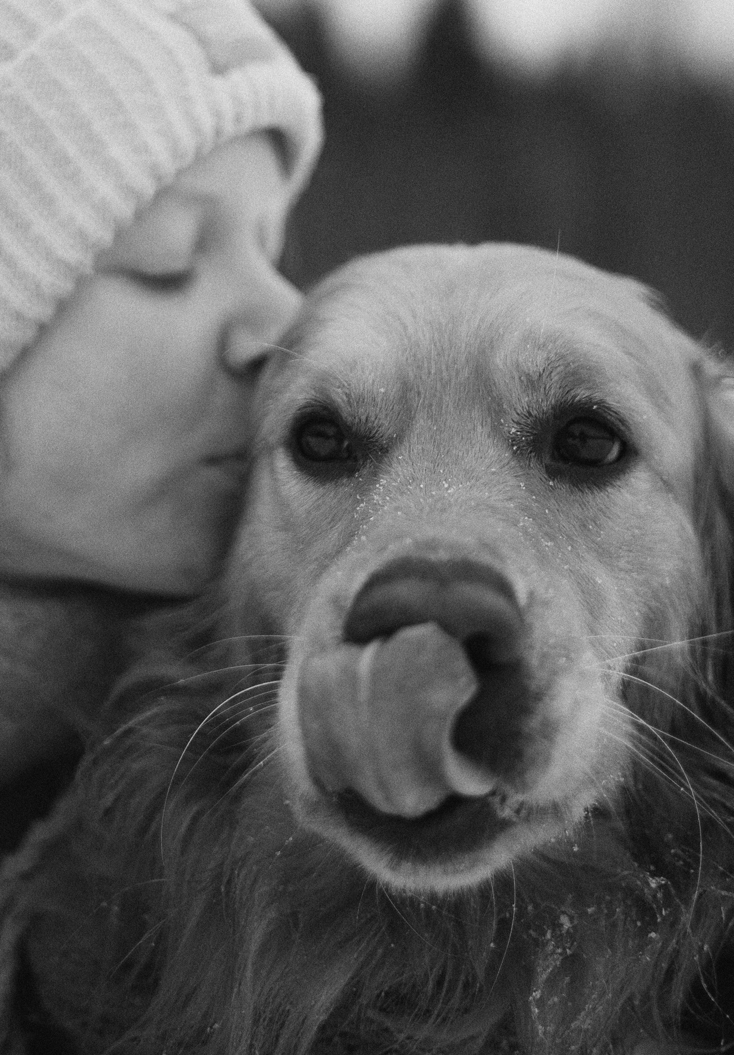 Саша, Юля, Грэй и Джой. Фотограф-анималист Богданова Полина