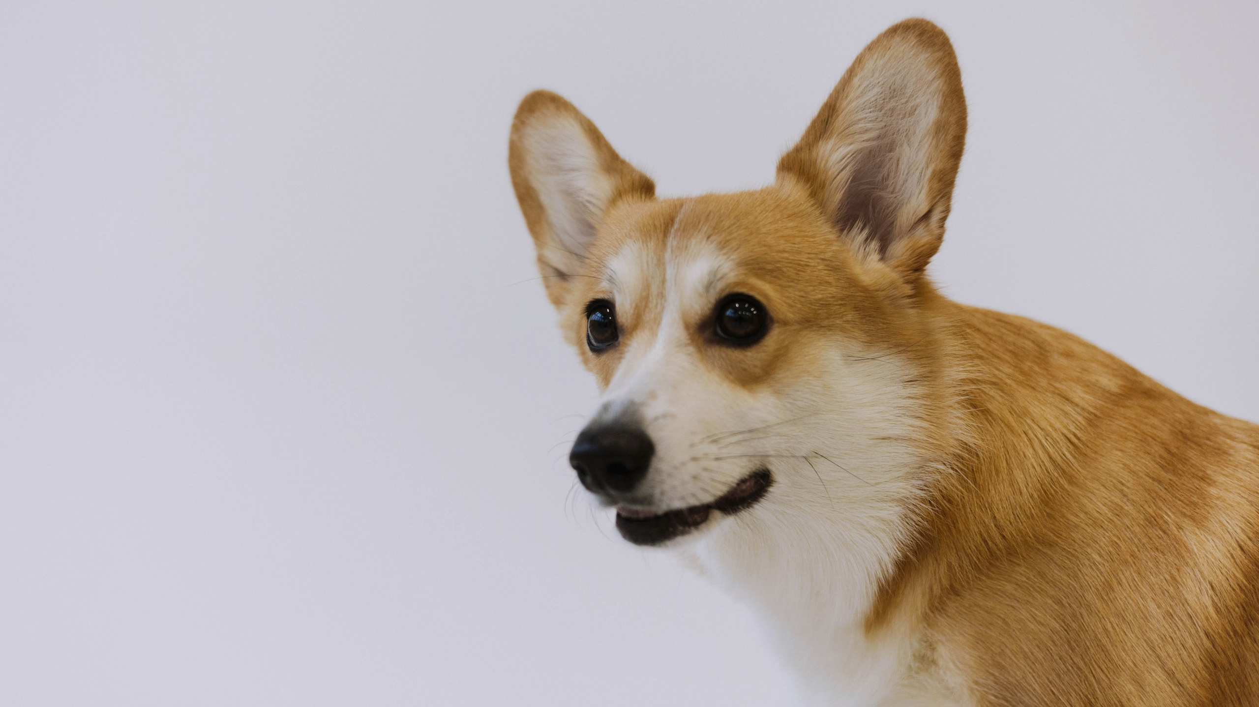 Настя и Мия. Фотограф-анималист Богданова Полина