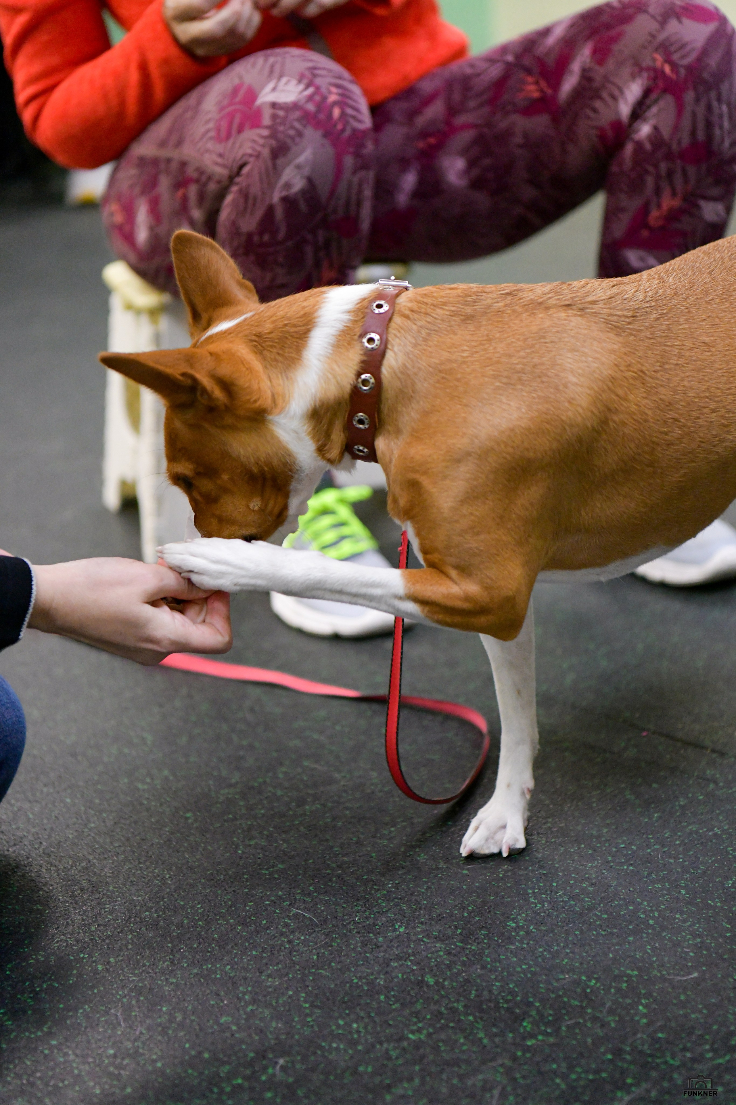 Кинологический клуб «Бодрый хвост». Свой взгляд через объектив