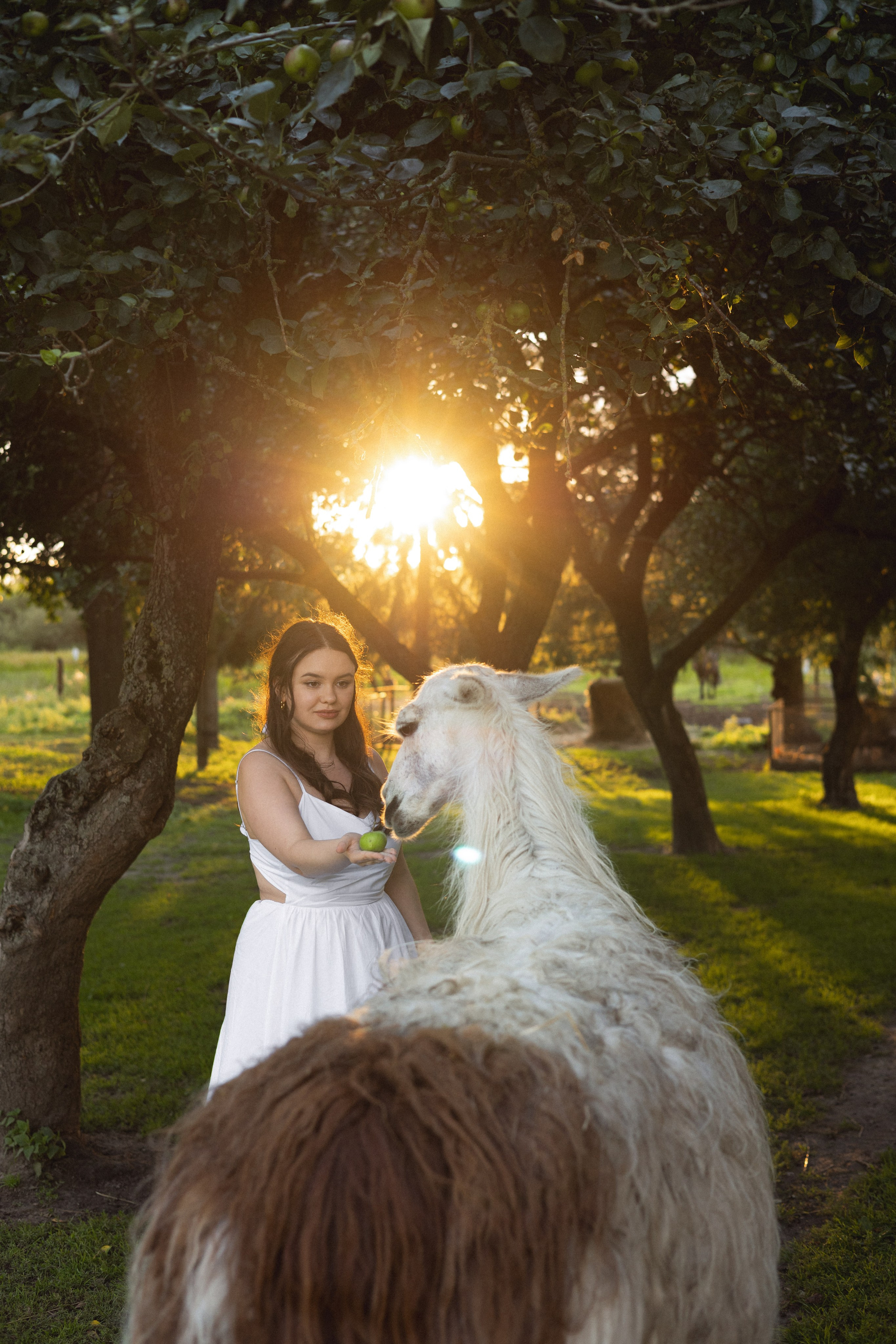 Алина & Сергей | ферма. Фотограф в Калининграде Сокирко Светлана