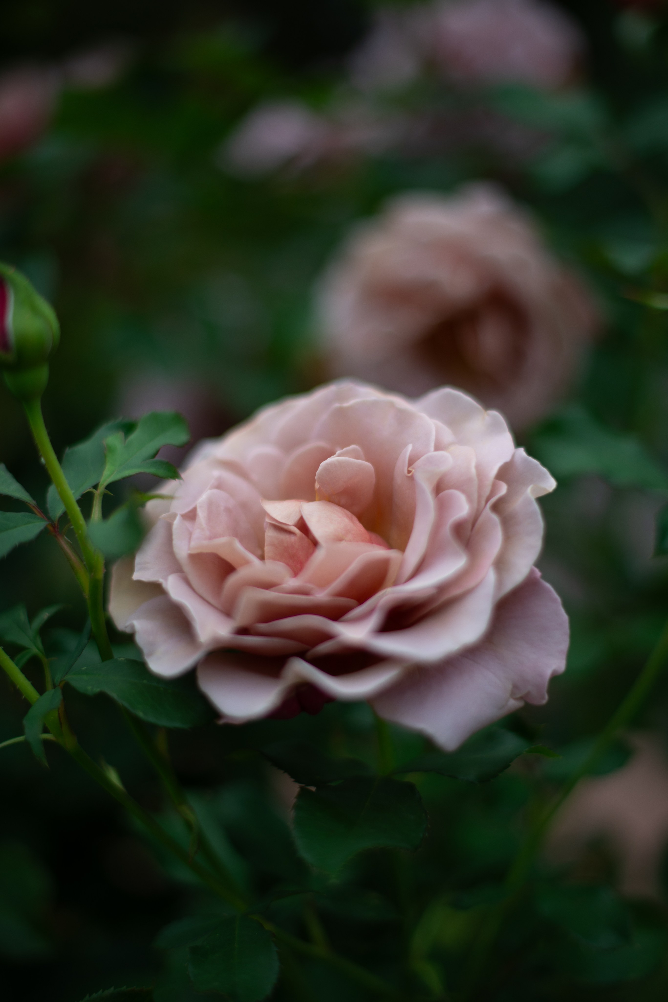 Цветы сада МГУ. Victoria Radjevna Репортажный Фотограф — Видеограф Москва • Санкт-Петербург